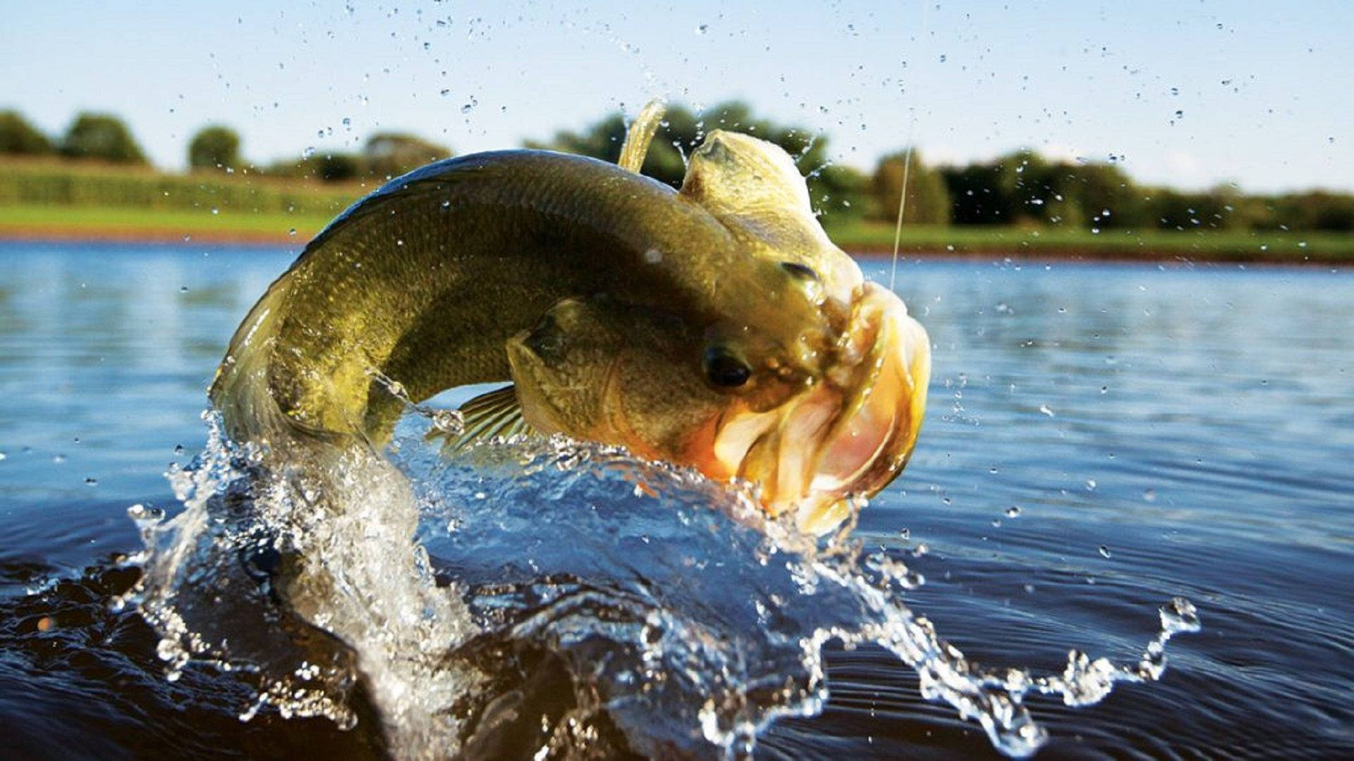 A Newly-caught Largemouth Bass Reflecting In The Sun Background