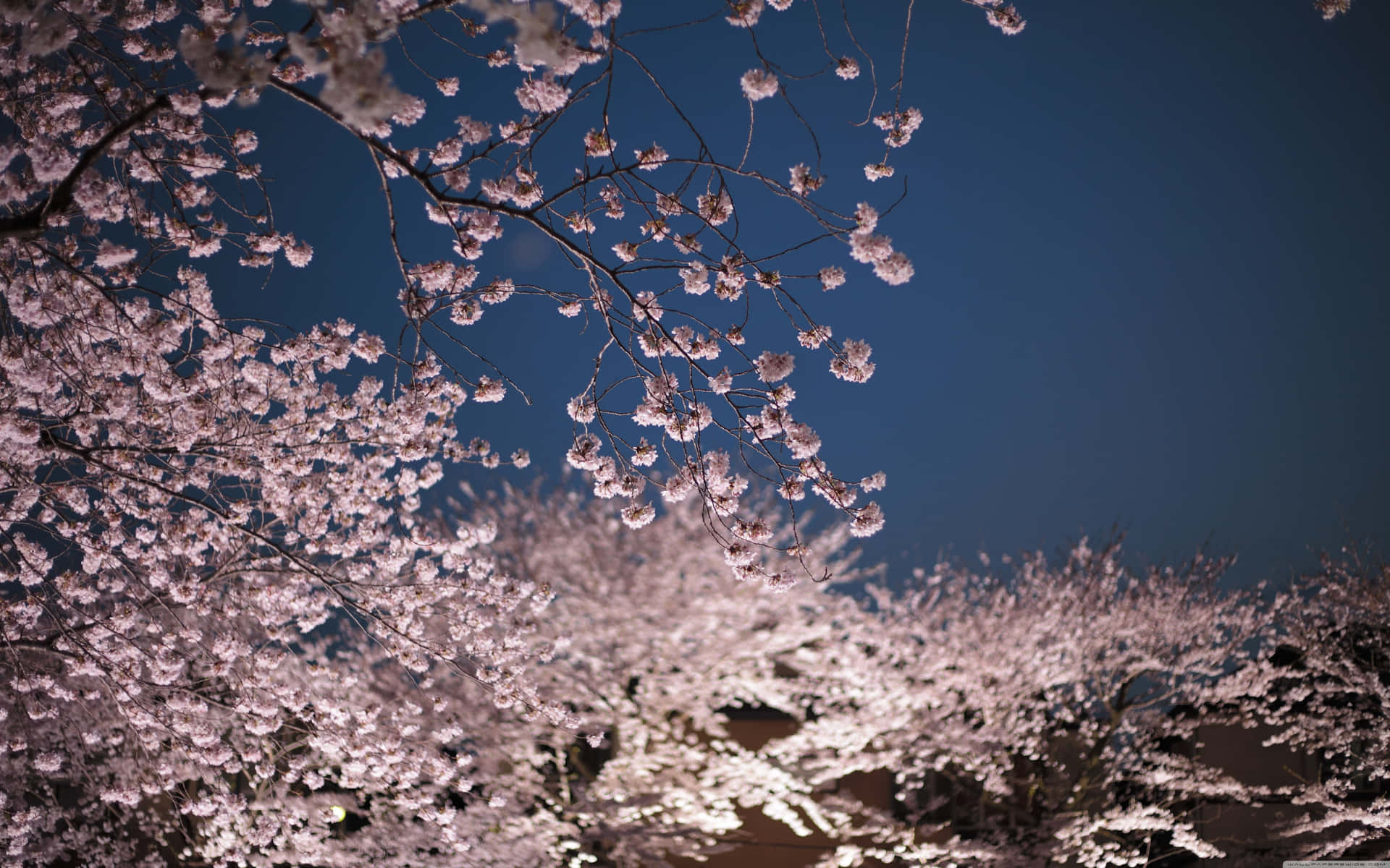 A Night Scene With Cherry Blossoms In The Background Background