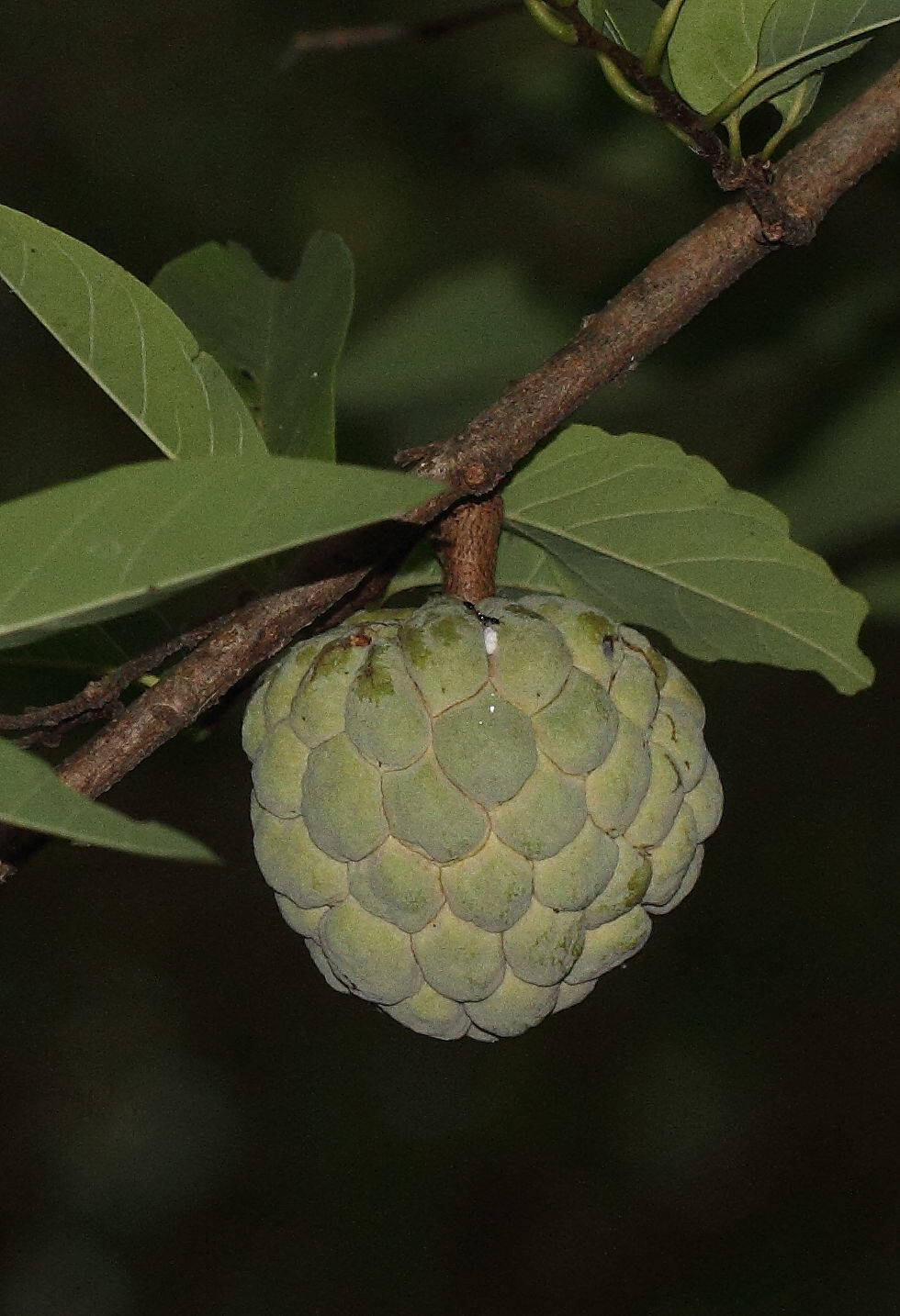 A Nighttime View Of A Custard Apple Background