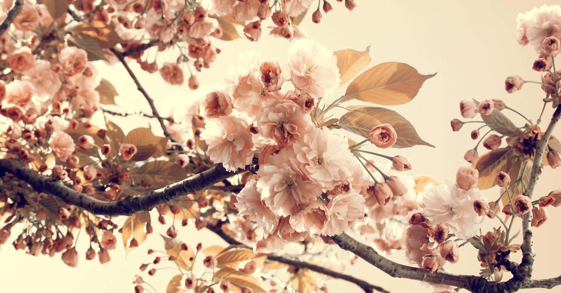 A Nostalgic Aesthetic With A Retro Laptop Background