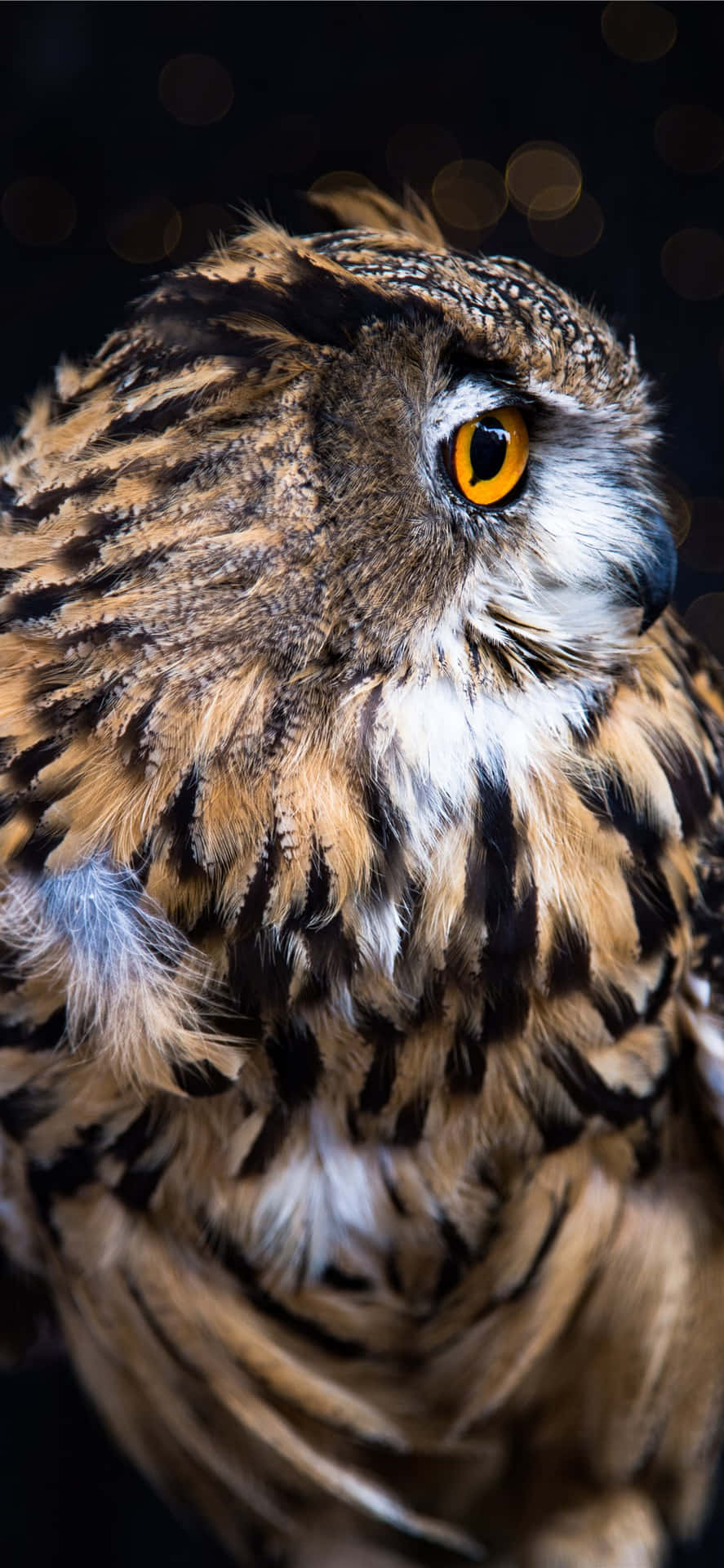 A Owl With A Yellow Eye Background