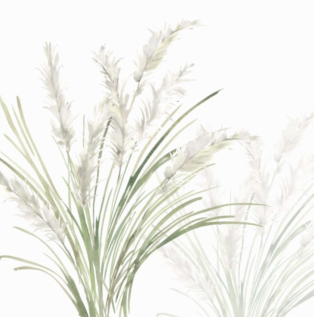 A Painting Of A White Grass On A White Background Background