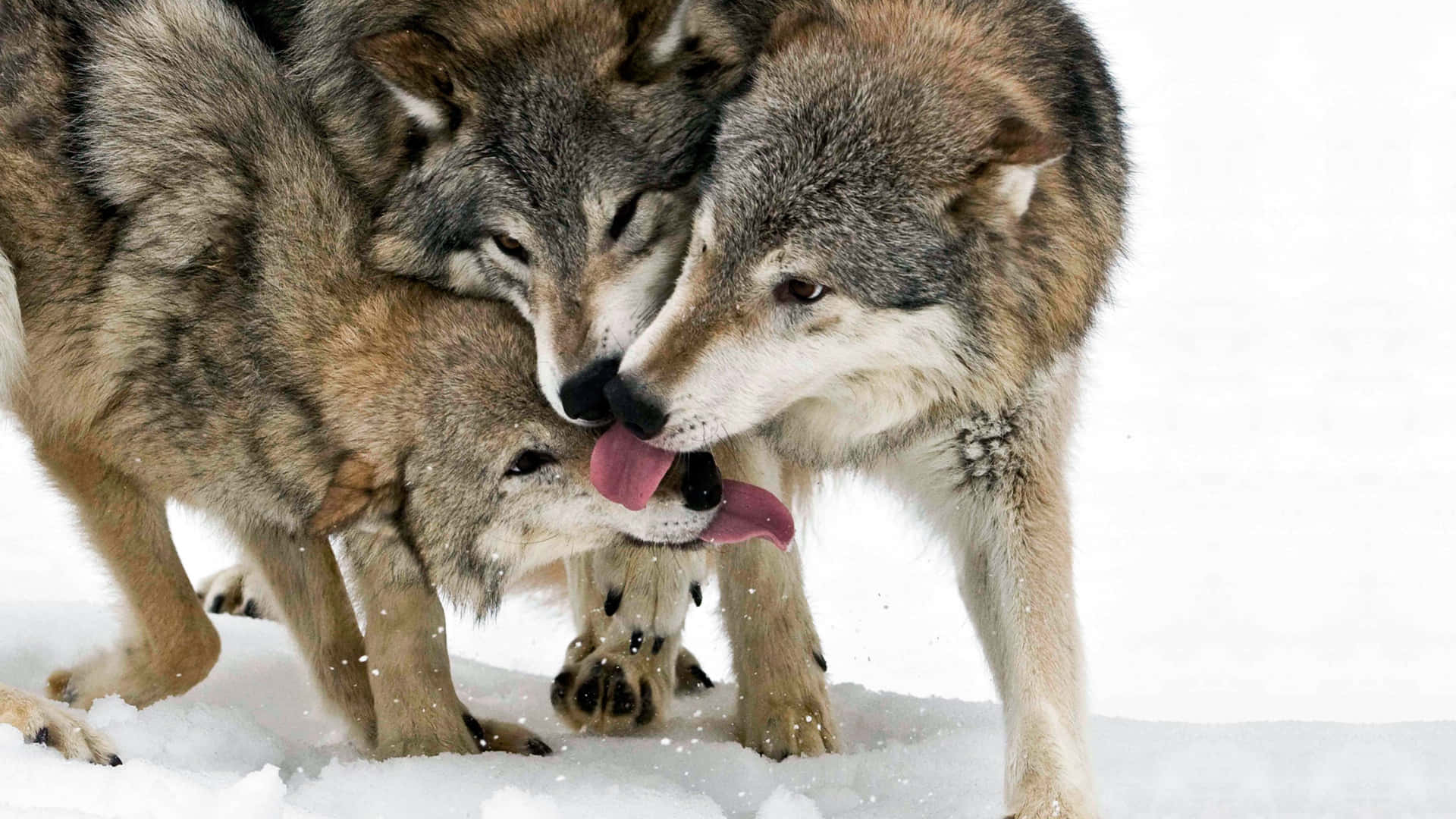 A Pair Of Cute, Loving Wolves Enjoying An Intimate Moment Background