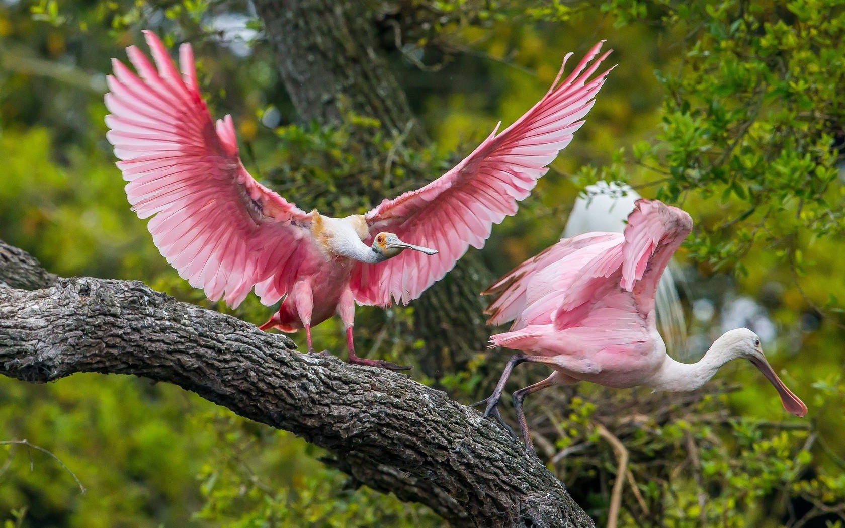 A Pair Of Pink Love Birds In A Blissful Moment Background