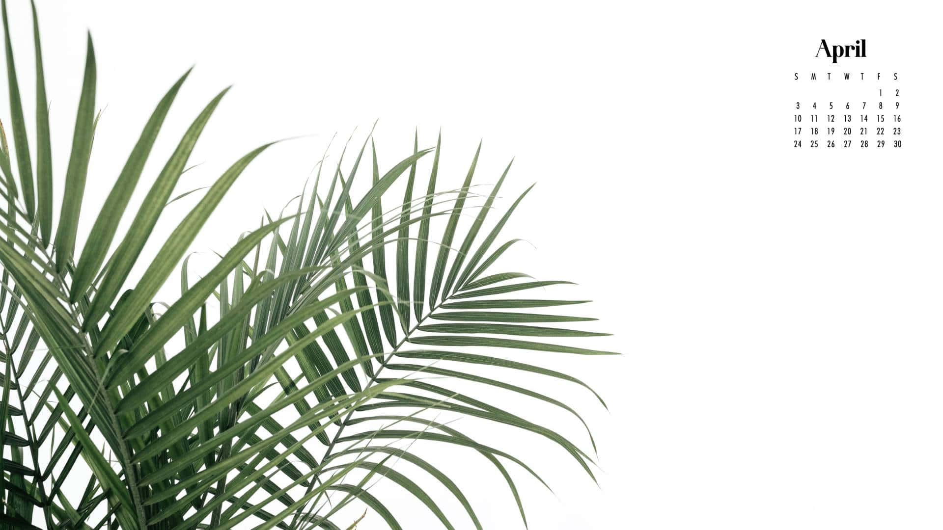 A Palm Leaf Is Shown On A White Background