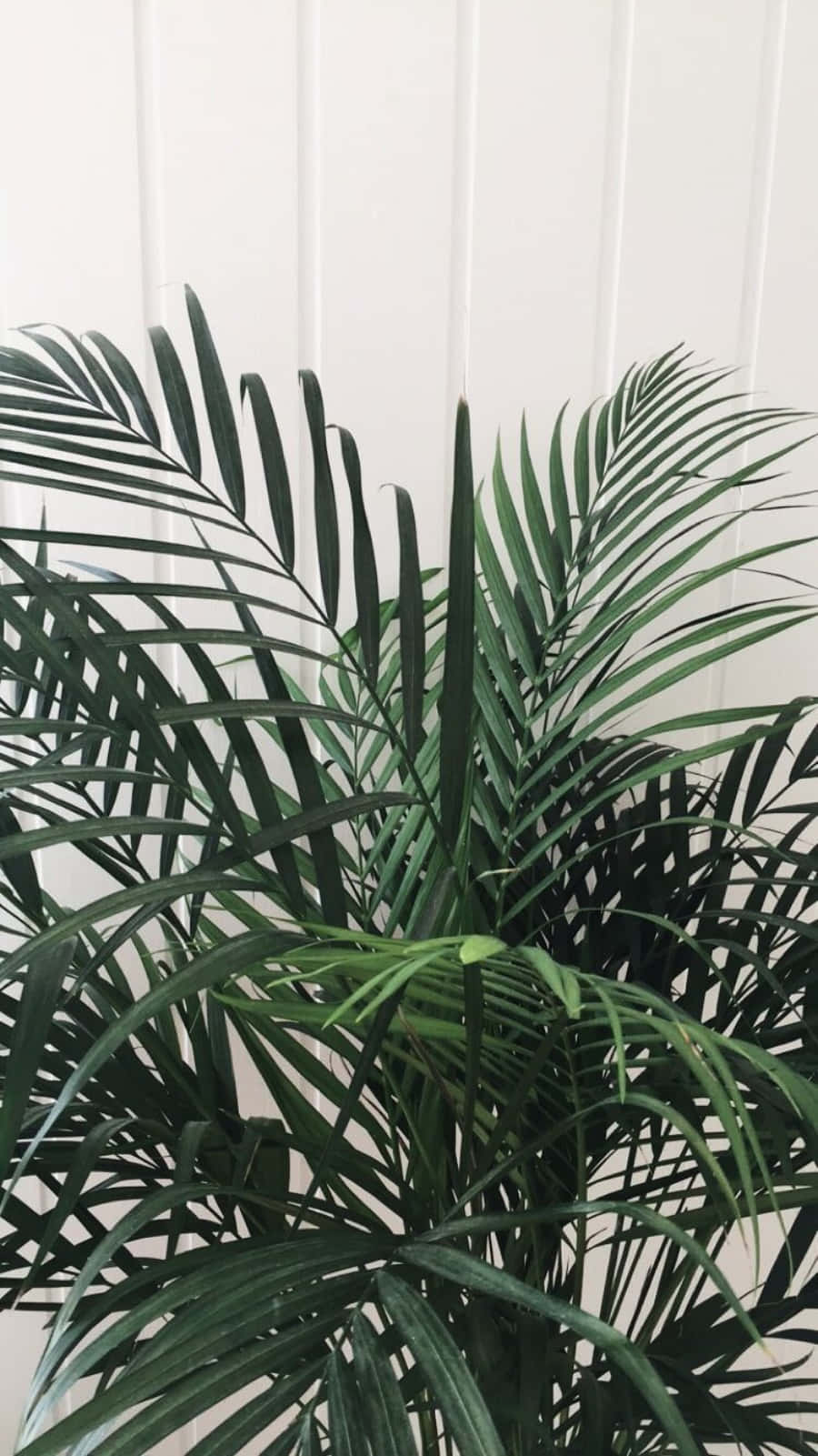 A Palm Plant In A Pot On A White Floor Background