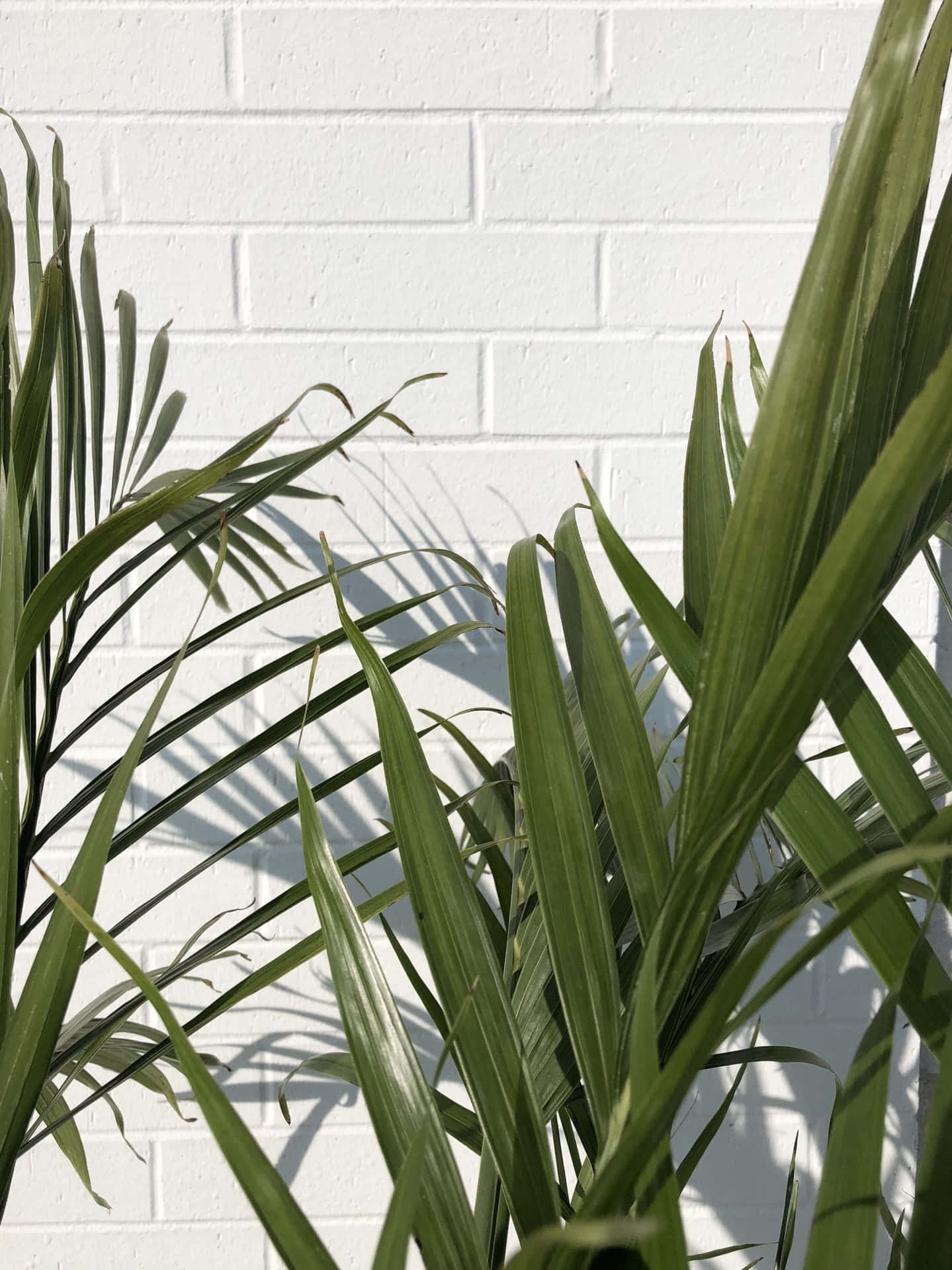 A Palm Tree In Front Of A White Brick Wall
