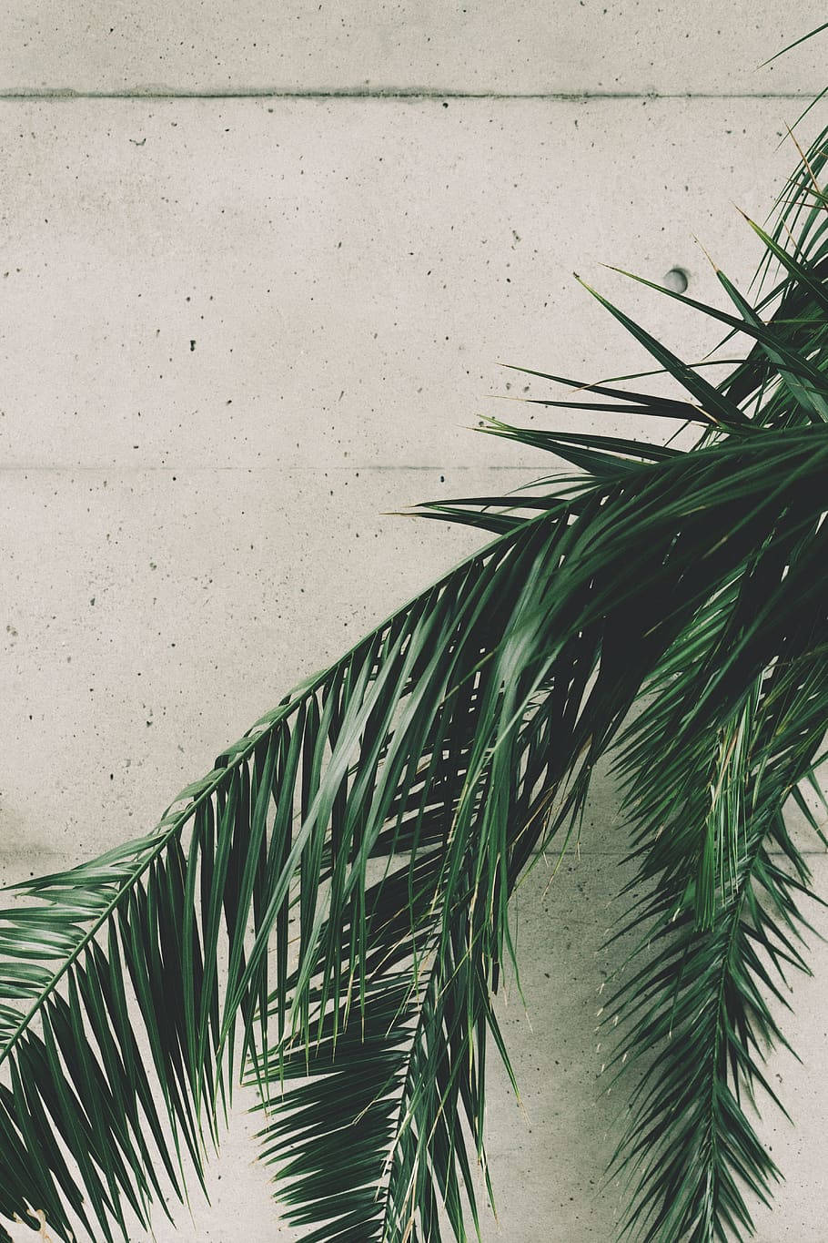 A Palm Tree Is On A Concrete Wall Background