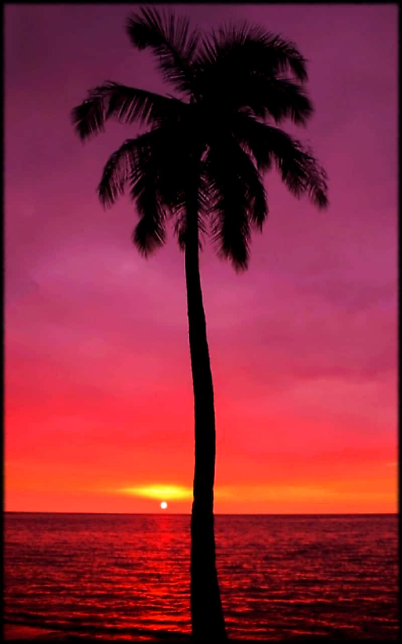 A Palm Tree Is Silhouetted Against A Red And Purple Sunset