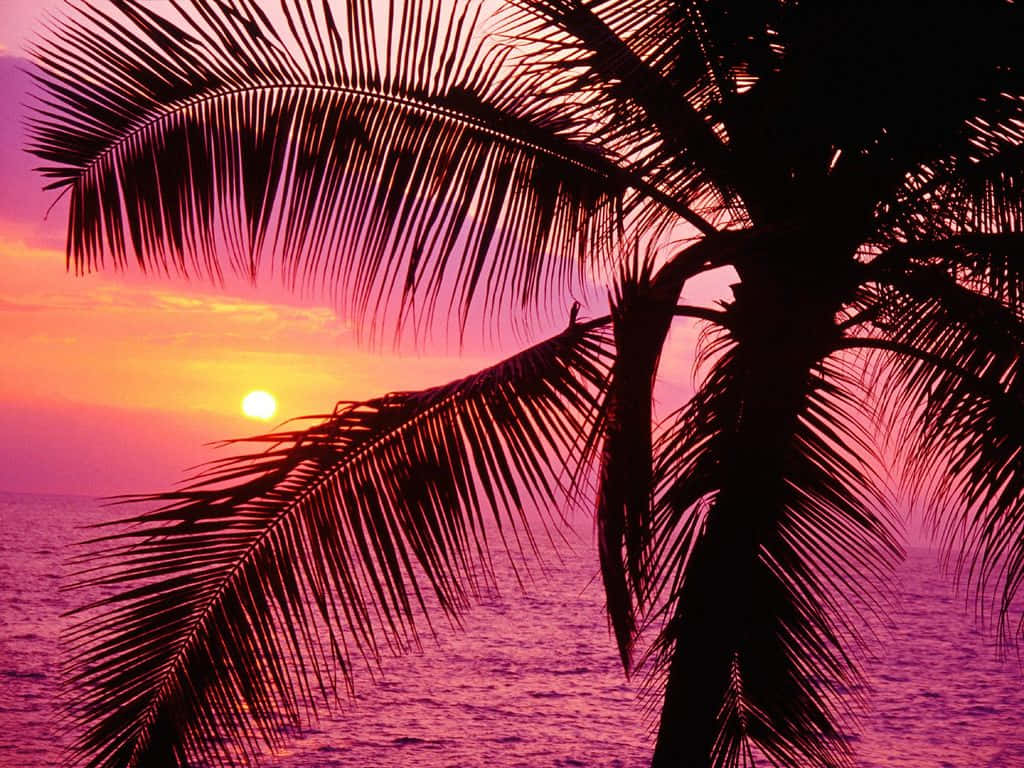 A Palm Tree Is Silhouetted Against The Sunset