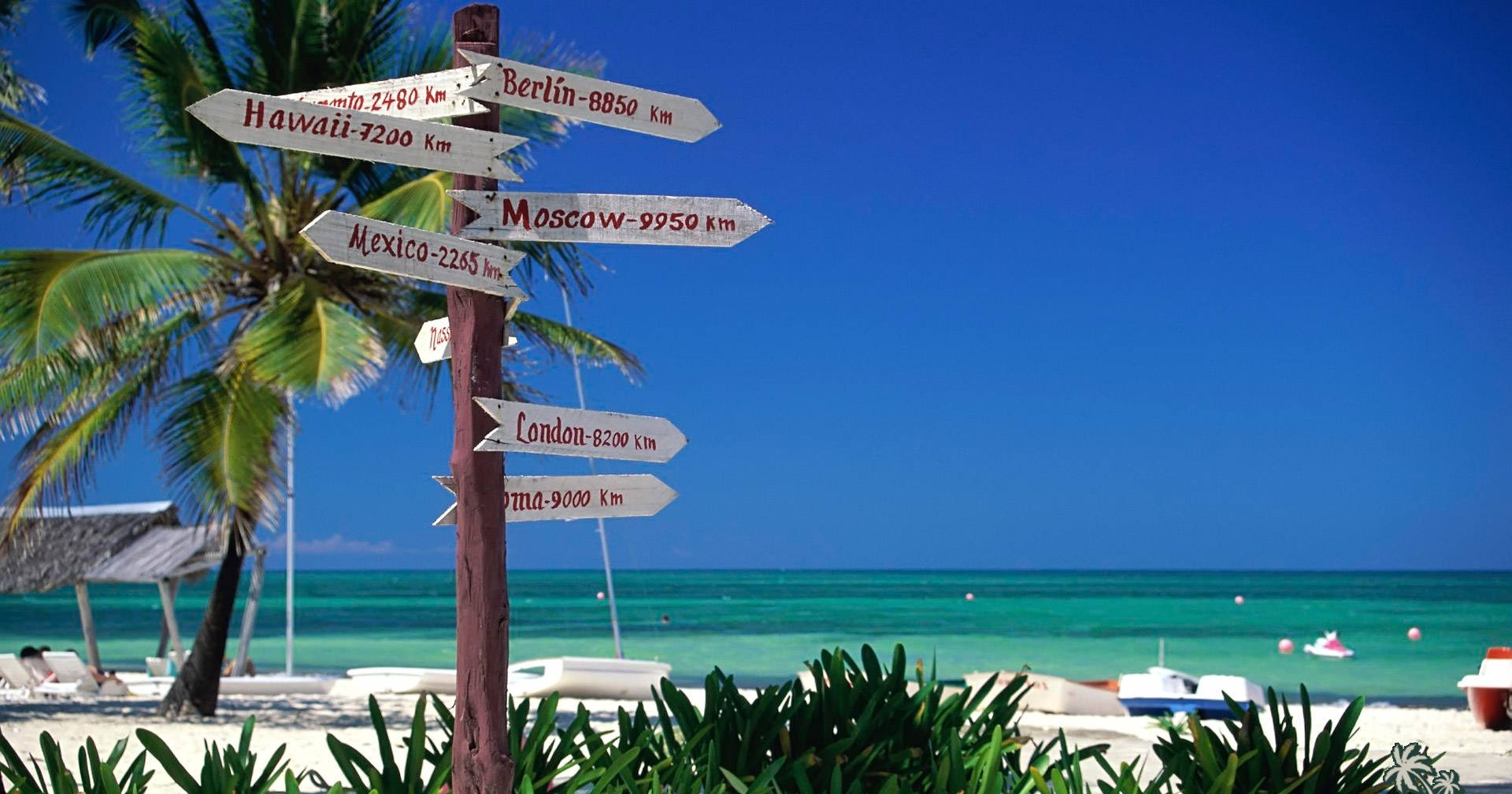 A Palm Tree On A Beach Background