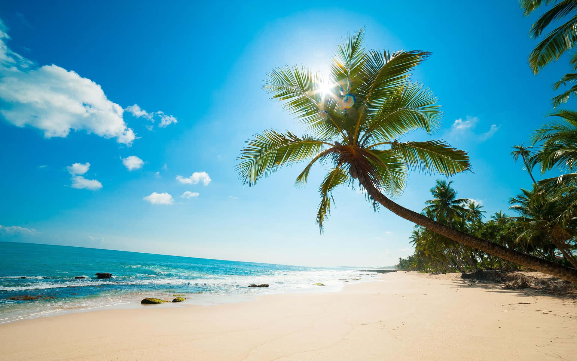 A Palm Tree On A Sandy Beach