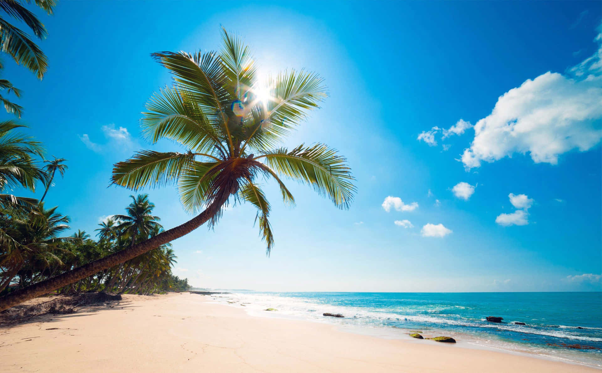 A Palm Tree On A Sandy Beach Background