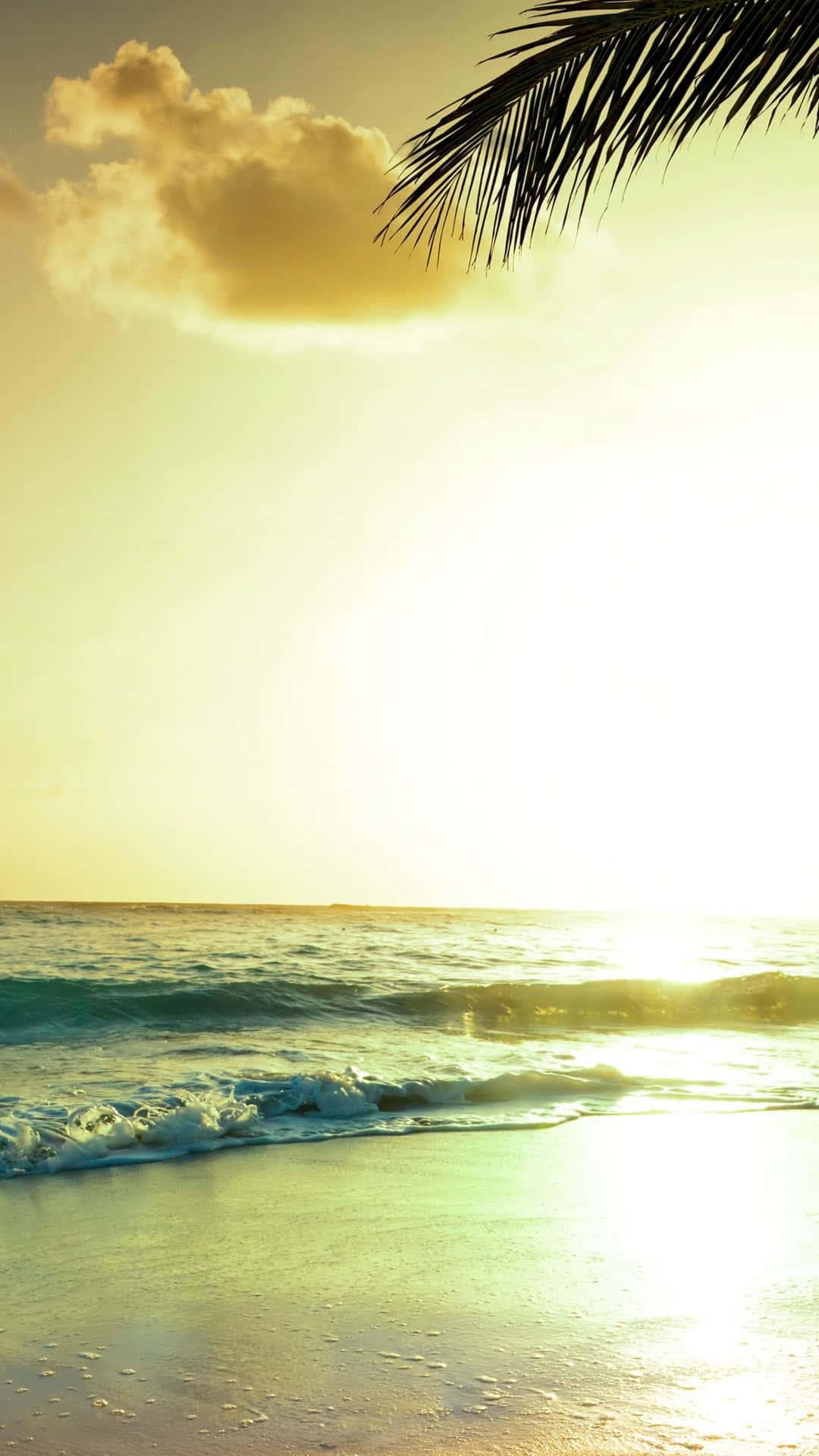 A Palm Tree On The Beach Background