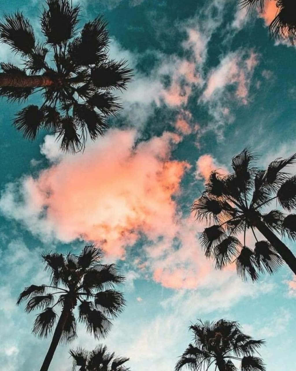 A Palm Tree Reaching For The Stunningly Blue Sky Background