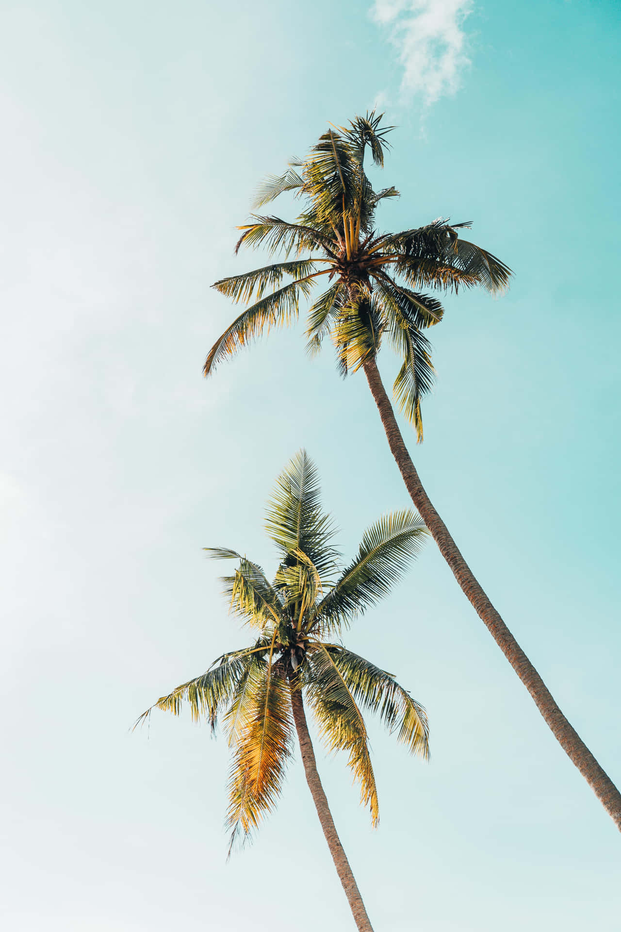 A Palm Tree Silhouetted Against A Beautiful Sunrise In Paradise. Background