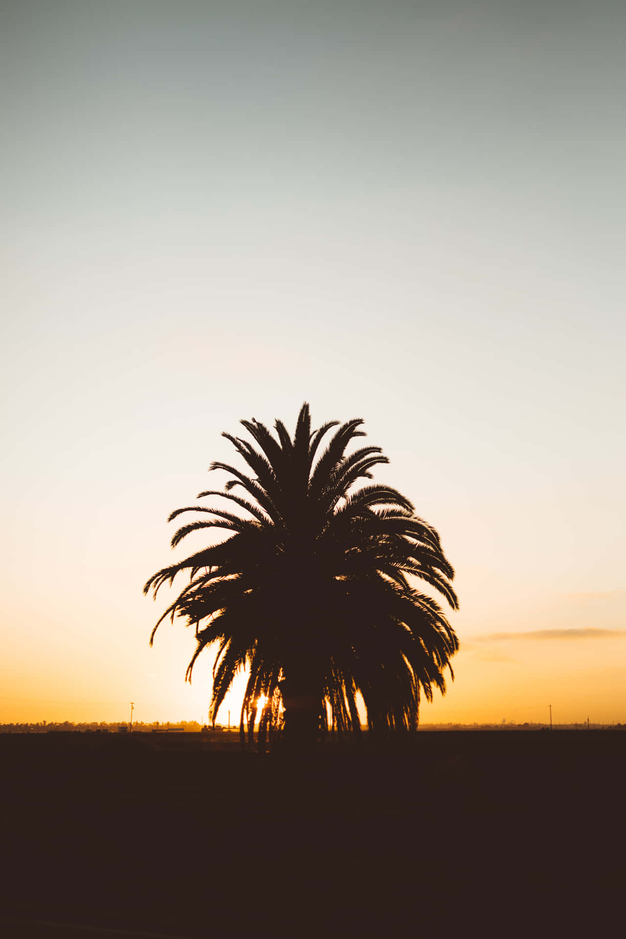 A Palm Tree Silhouetted Against The Sunset Background
