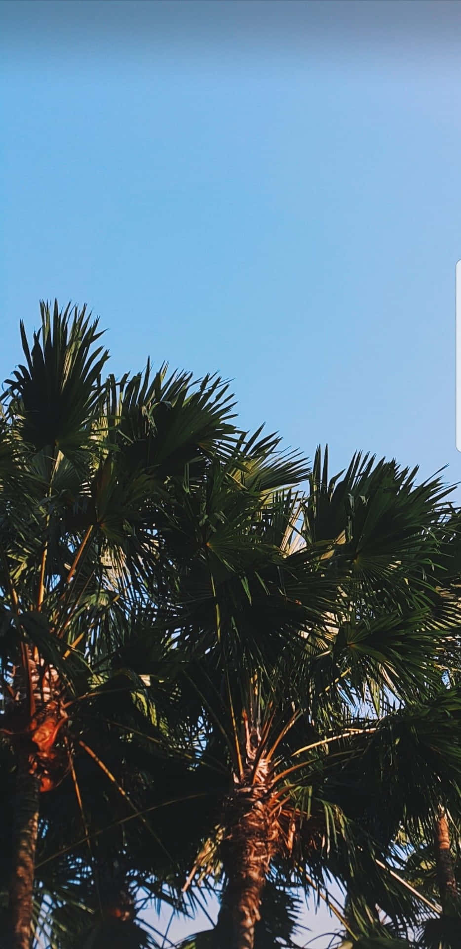 A Palm Tree With A Sign Background