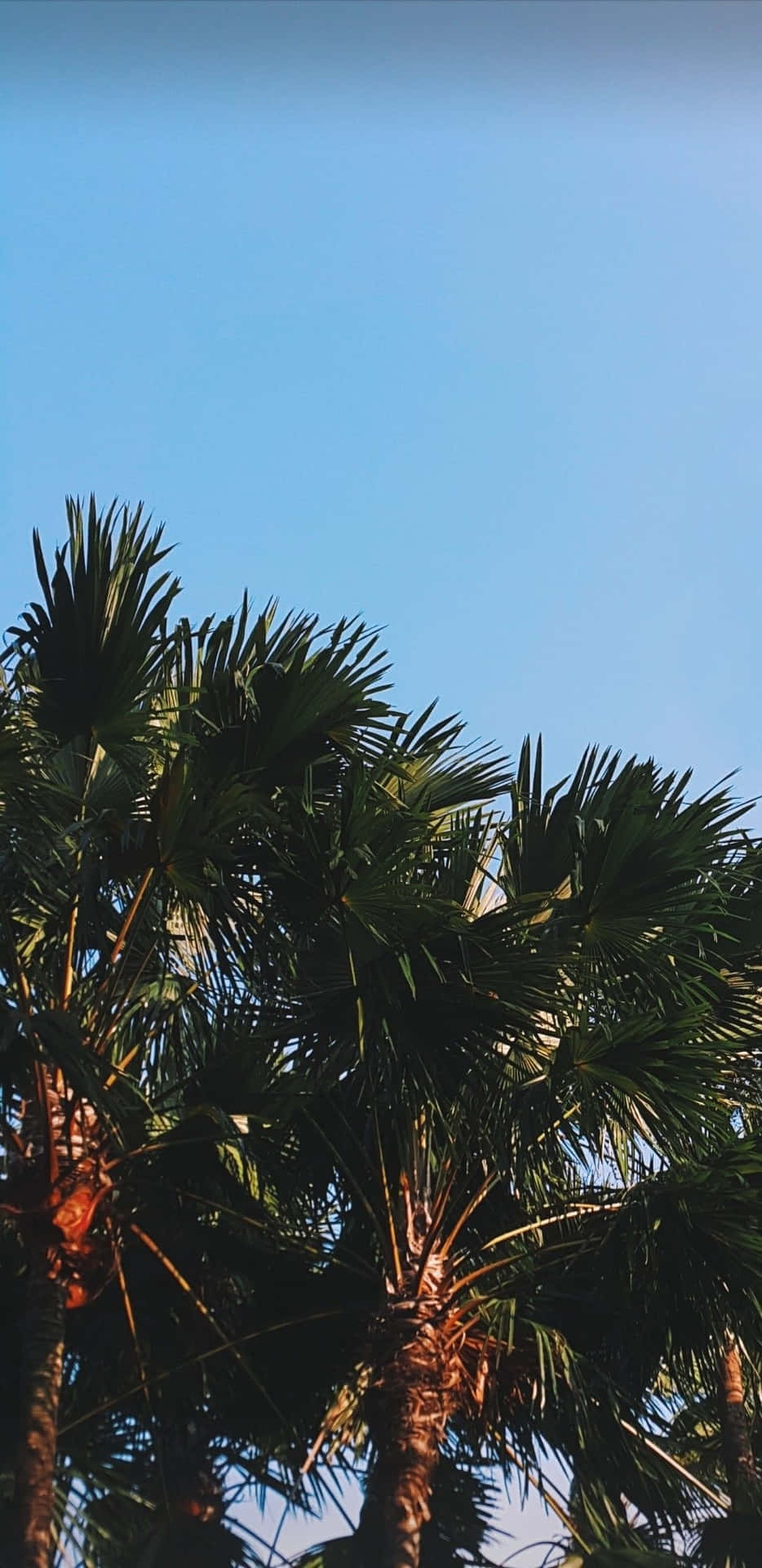 A Palm Tree With Leaves Background