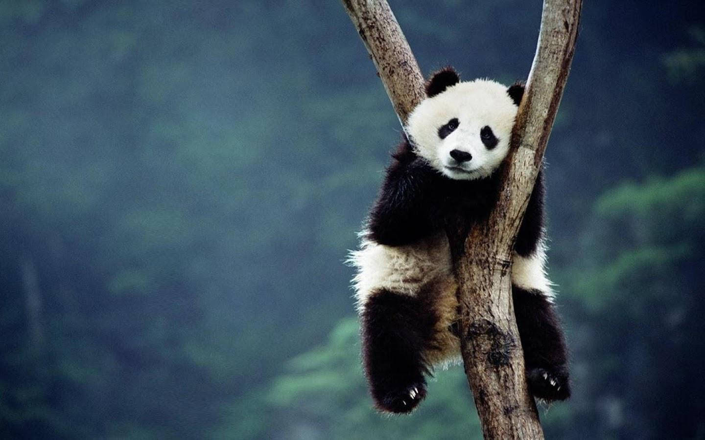 A Panda Bear Is Climbing A Tree Background