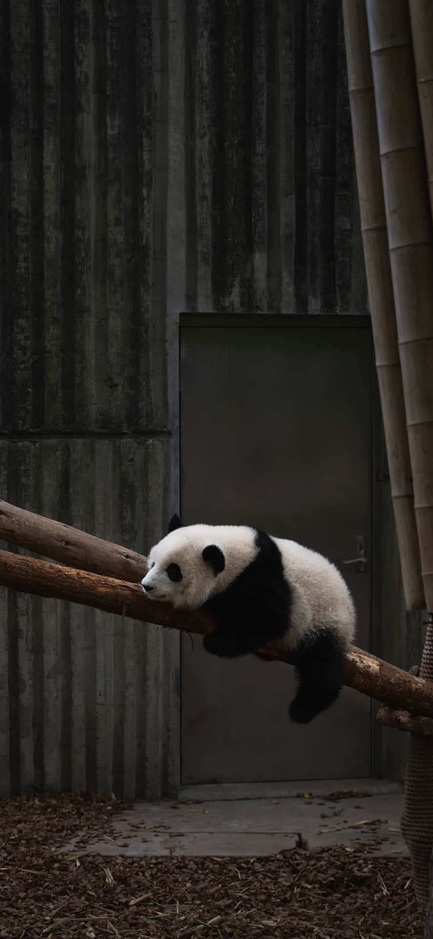 A Panda Bear Is Sleeping On A Branch Background