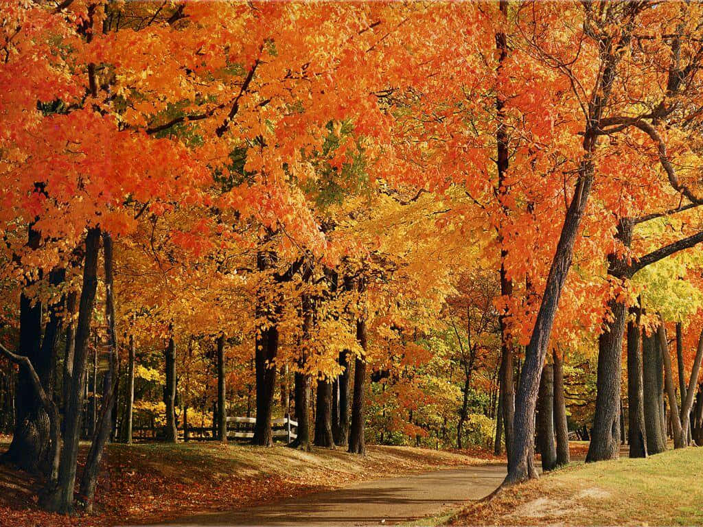 A Panoramic View Of A Colorful Autumnal Forest Background