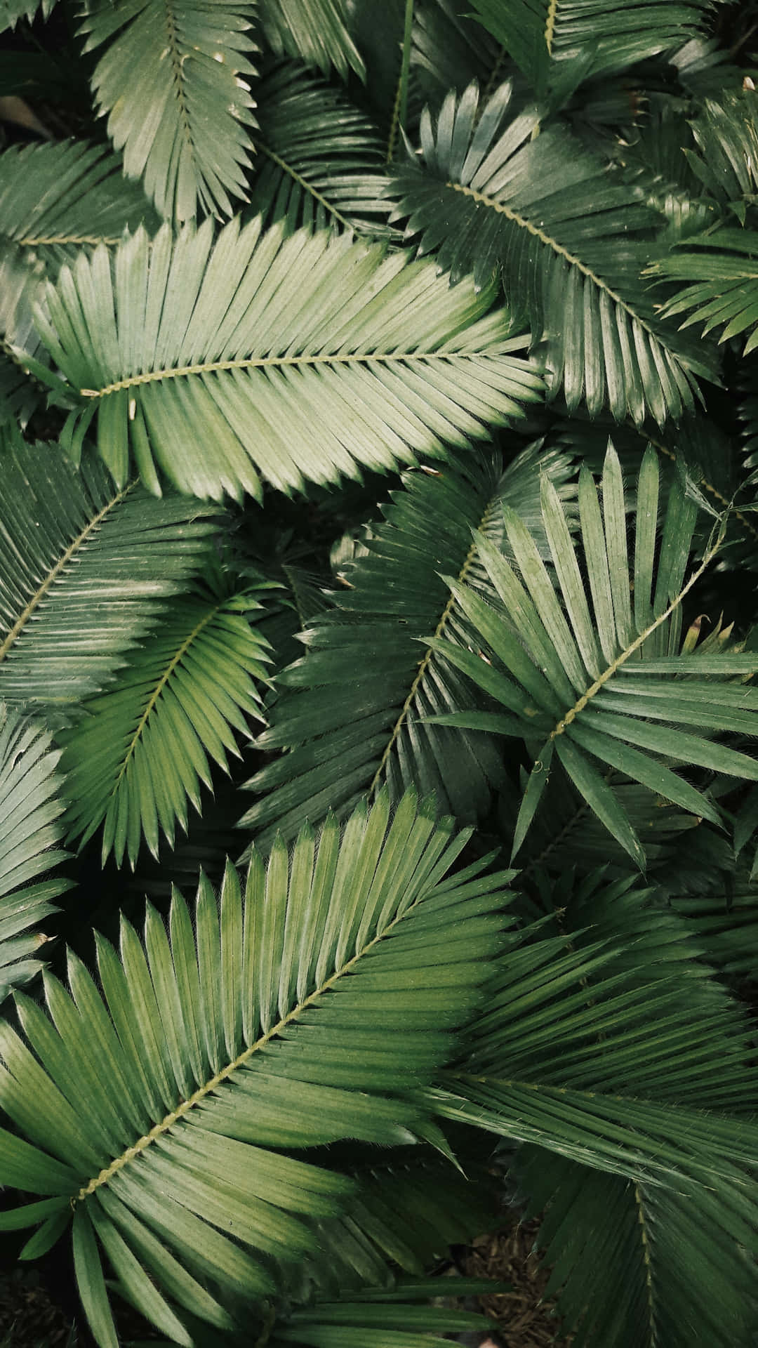 A Paradise Of Palm Leaves Swaying In The Breeze Background