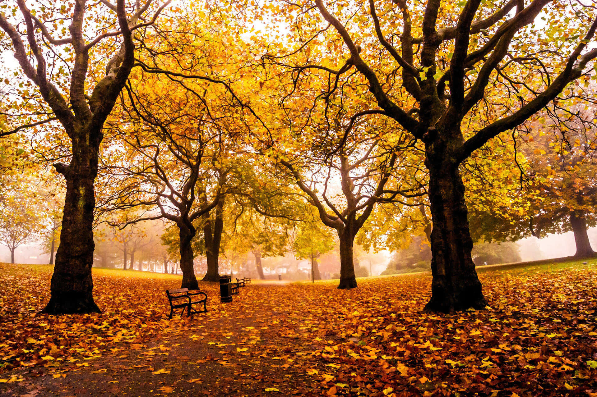 A Park With Benches And Trees Background