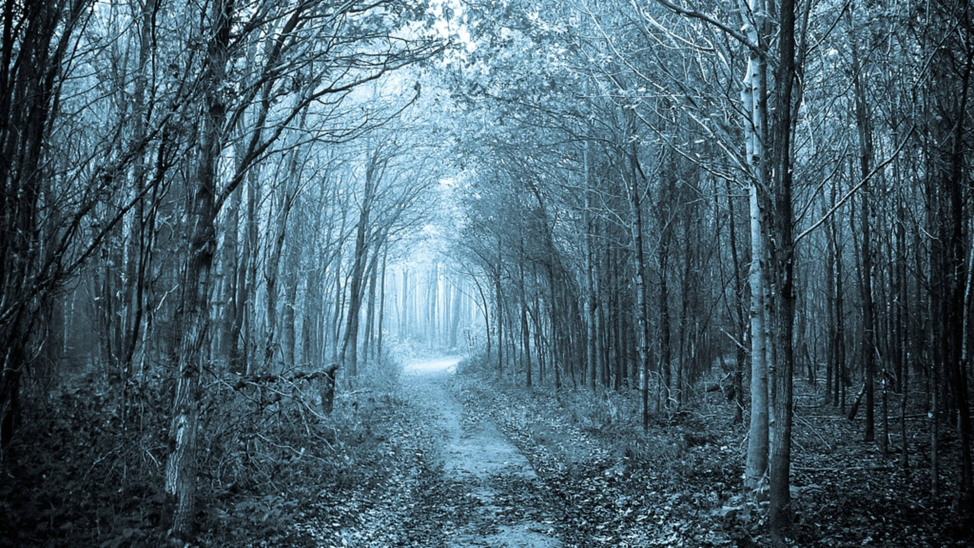 A Path In The Woods Background