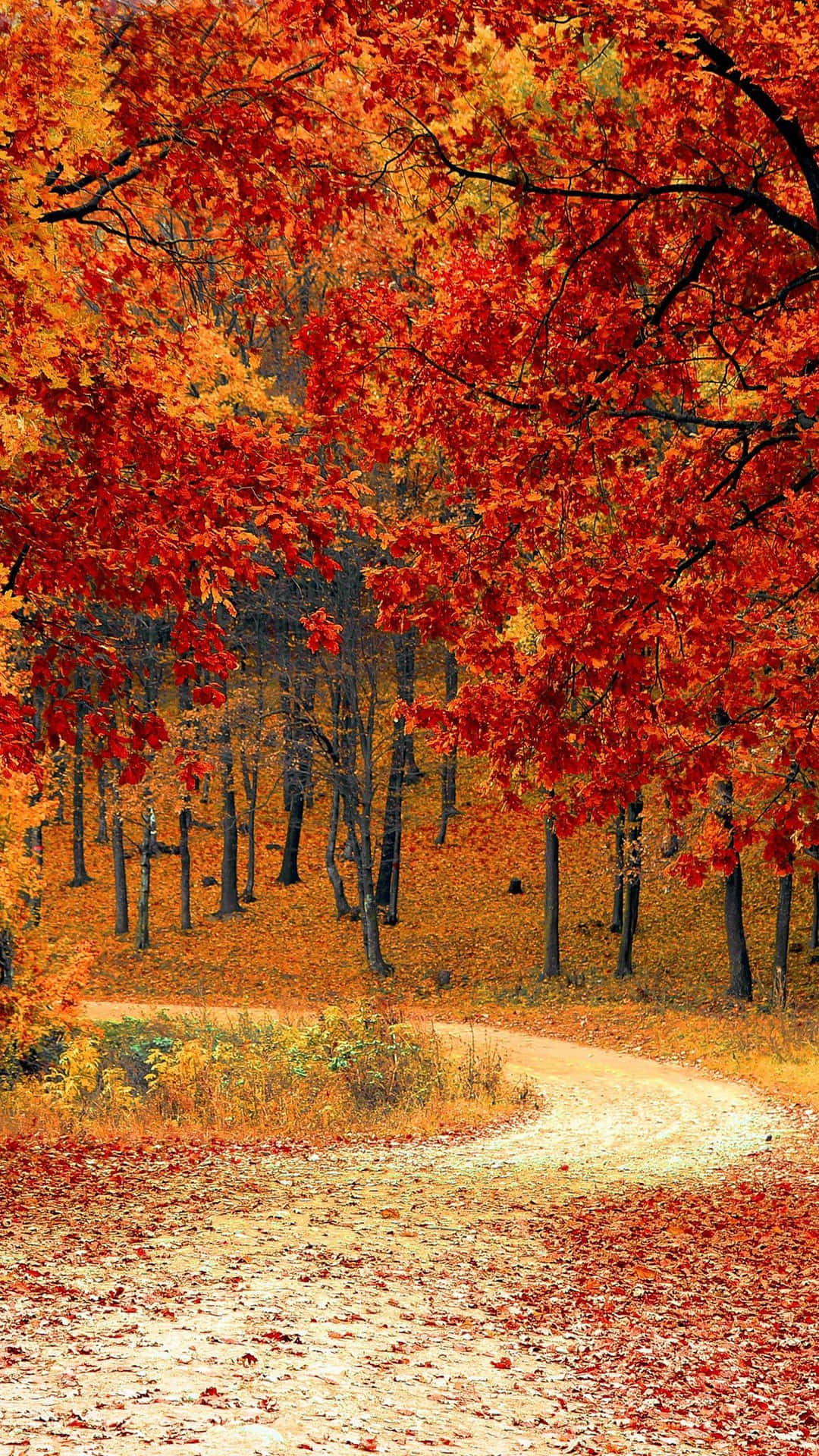 A Path In The Woods