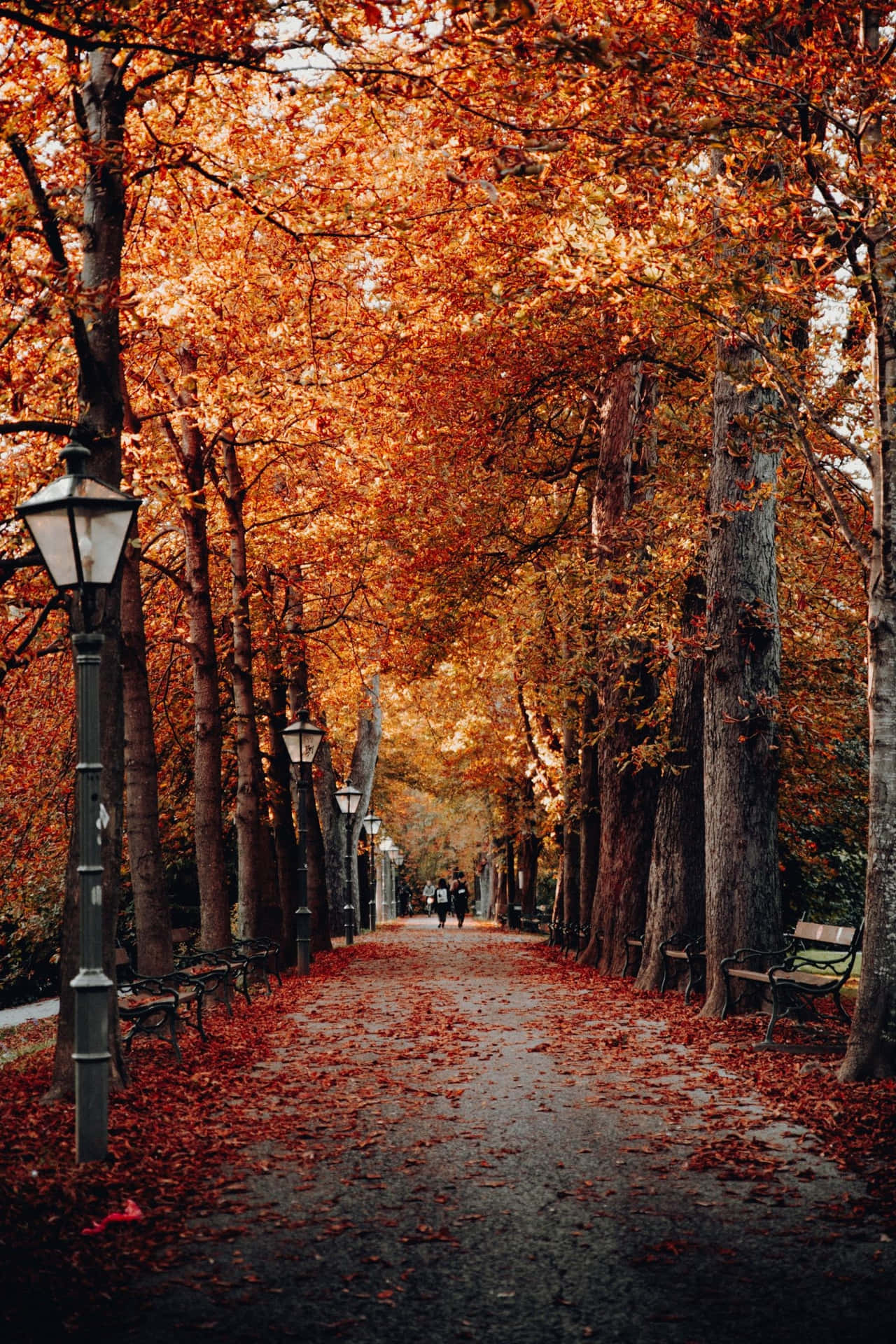 A Path Lined With Trees In Autumn Background