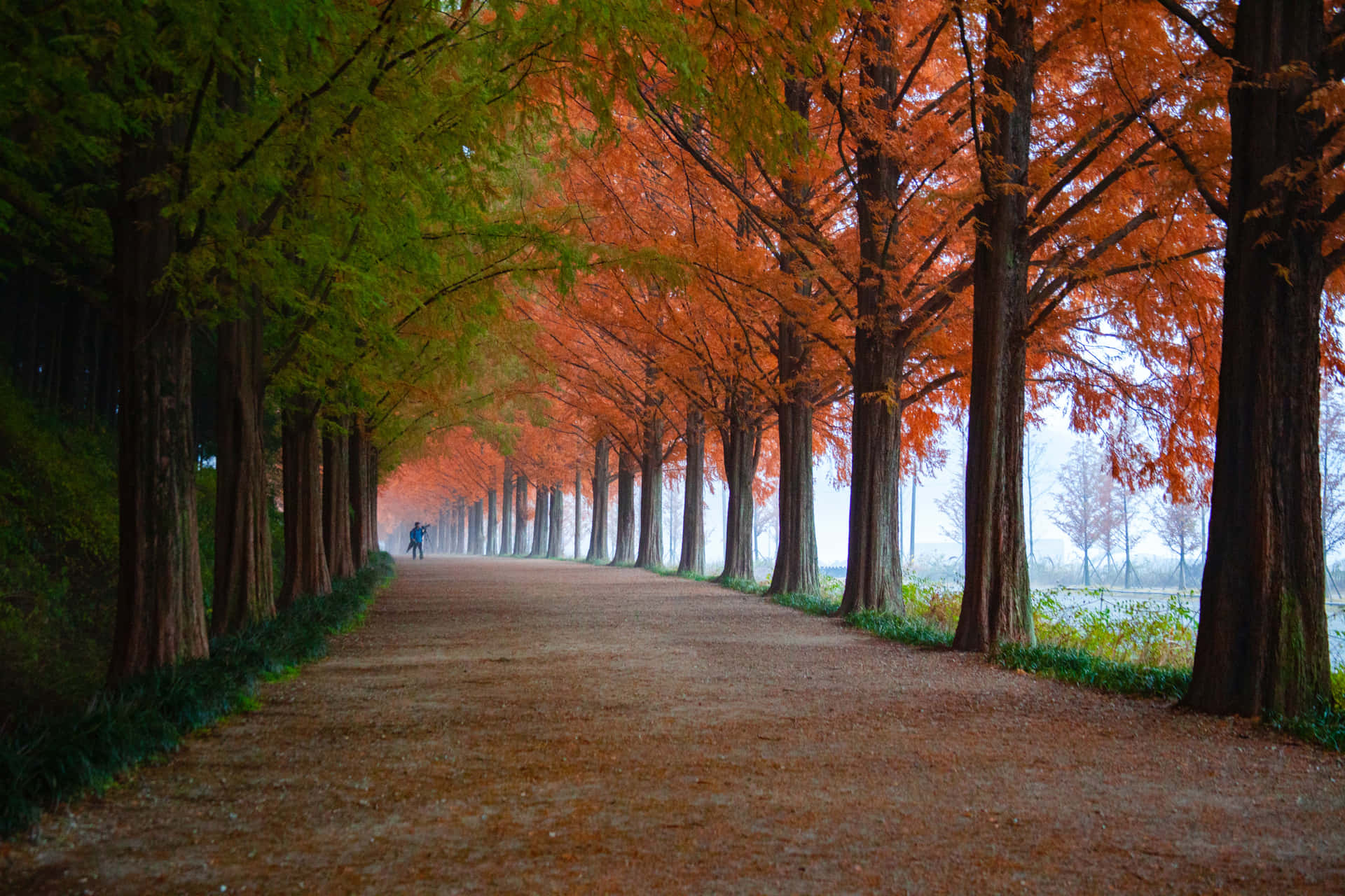 A Path Lined With Trees In The Autumn