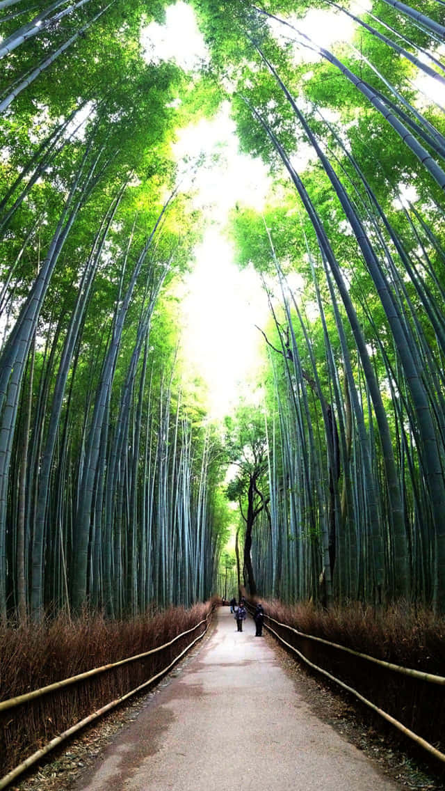 A Path Through A Bamboo Forest Background