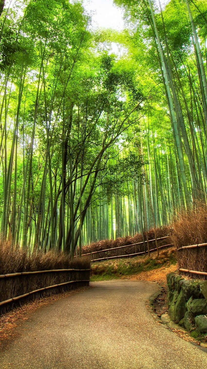 A Path Through A Bamboo Forest Background
