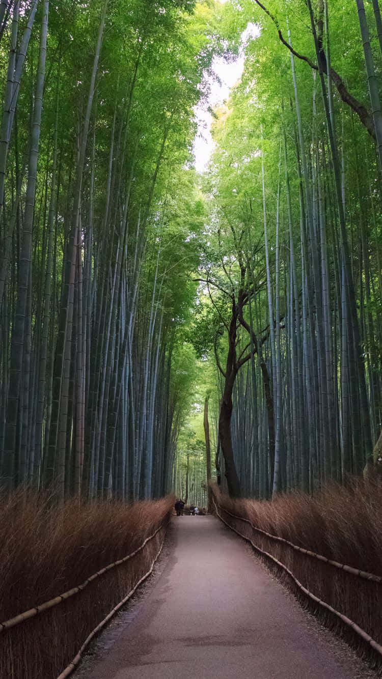 A Path Through A Bamboo Forest Background