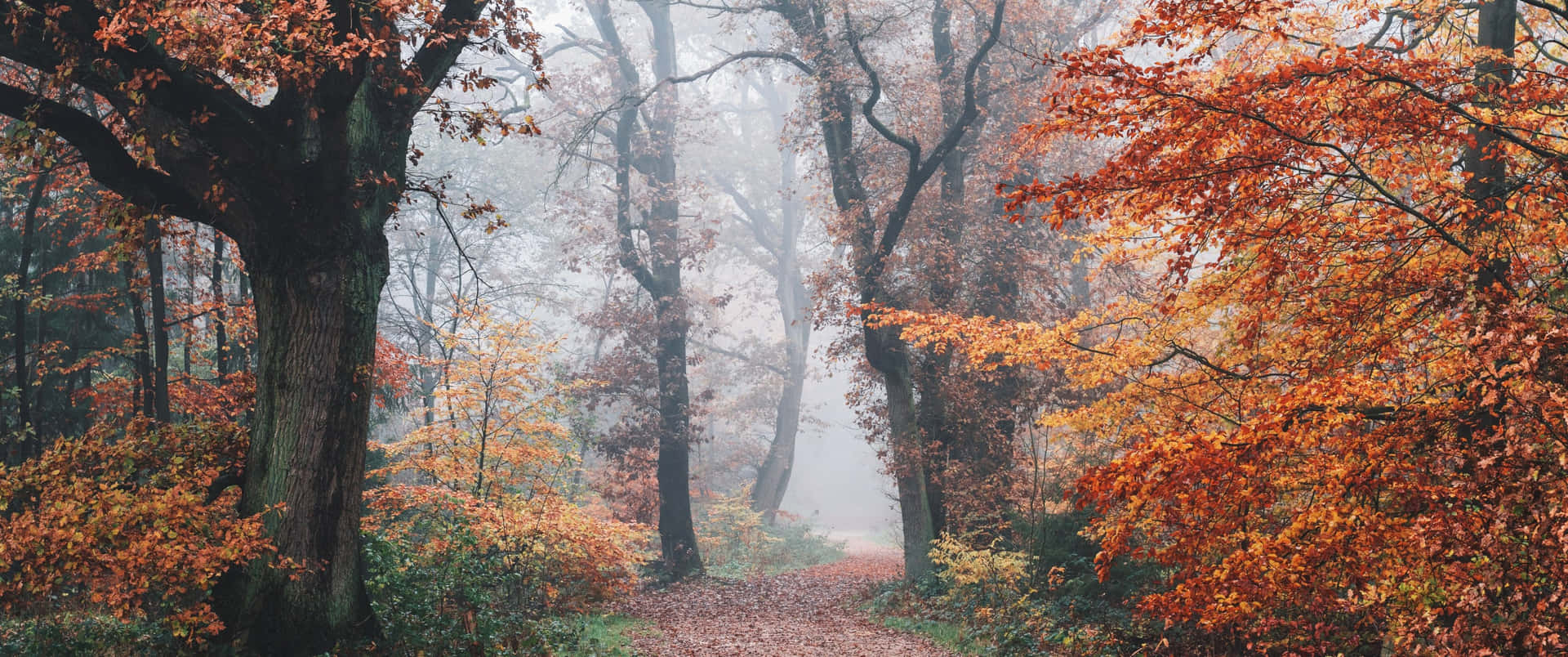 A Path Through A Forest With Autumn Leaves Background