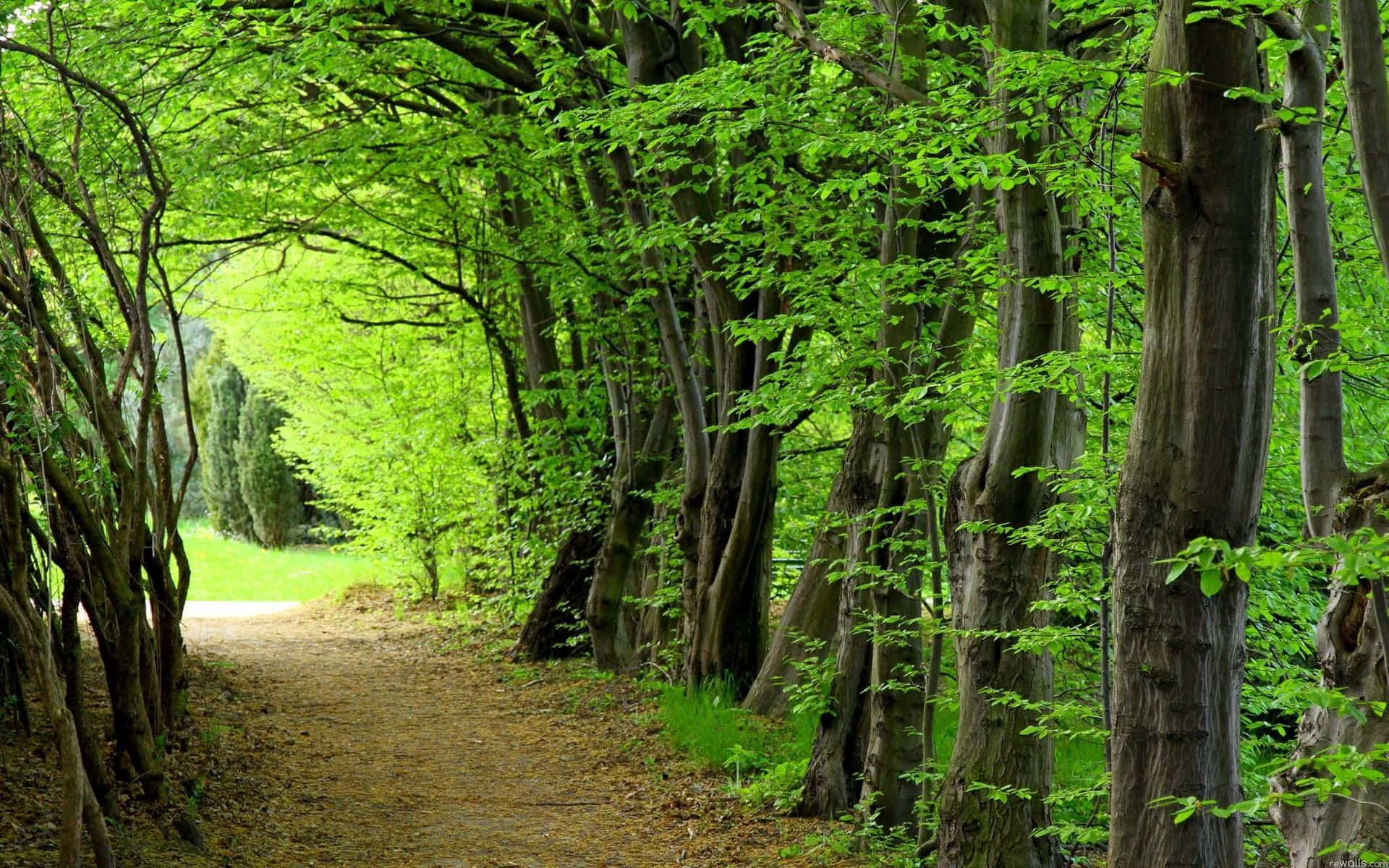 A Path Through A Forest Background