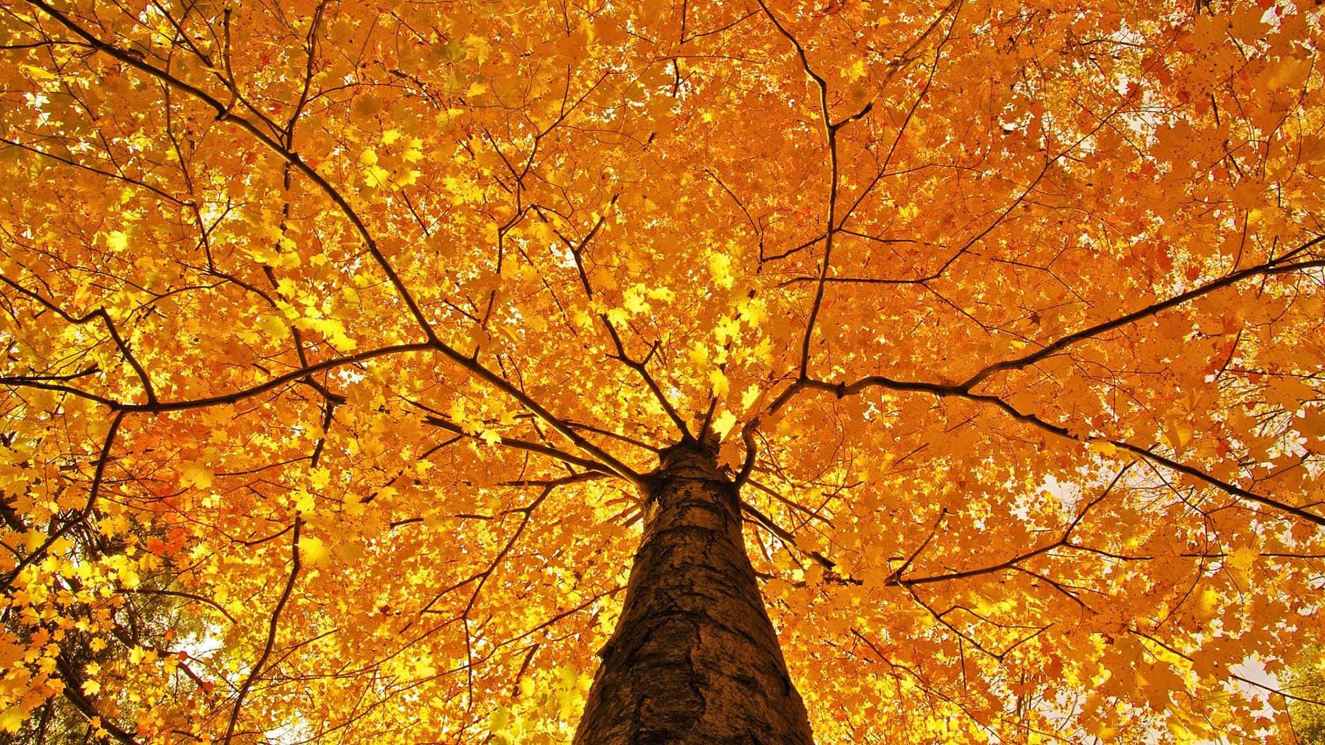A Path Through An Expanse Of Fall Colors Background