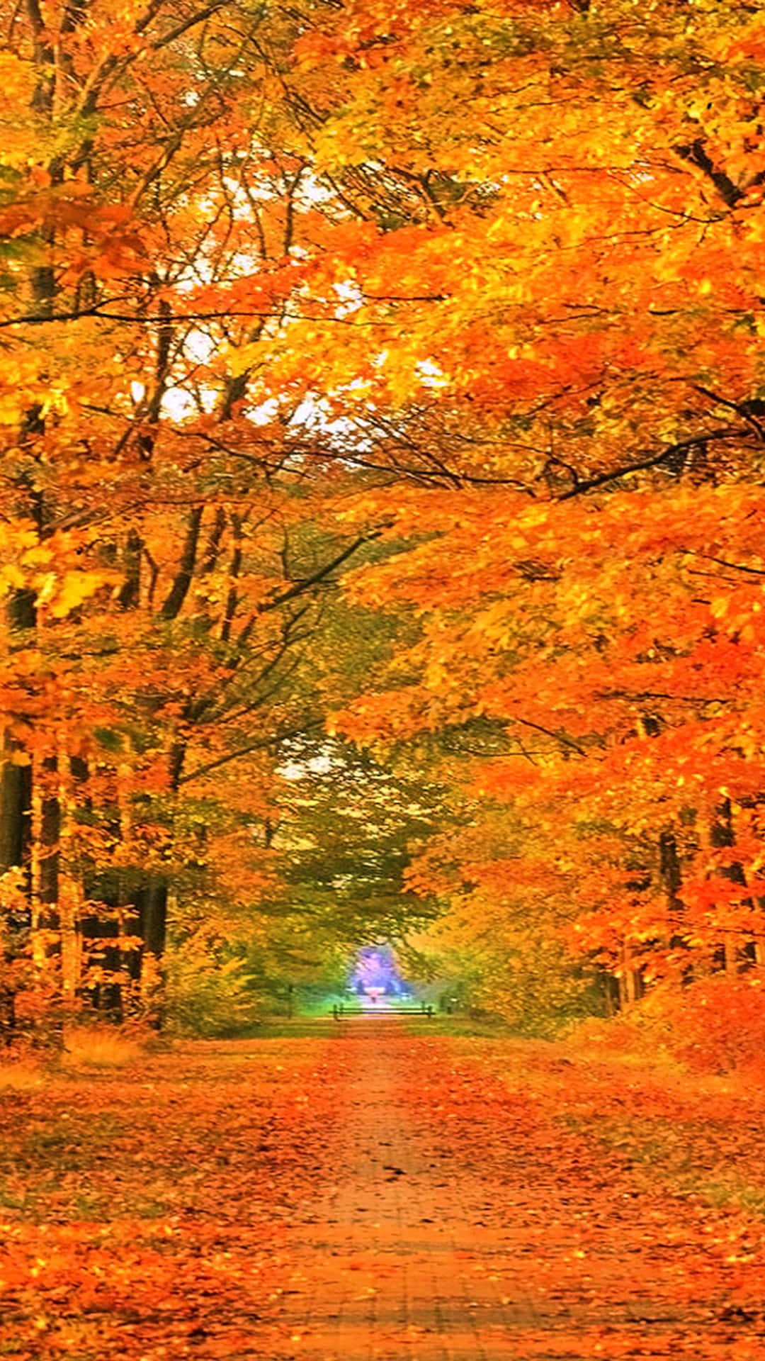 A Path Through The Forest With Orange Leaves