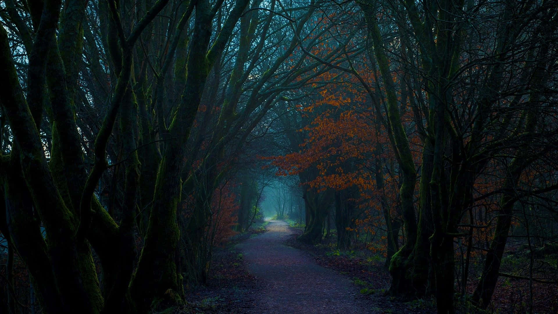 A Path Through The Woods At Night Background