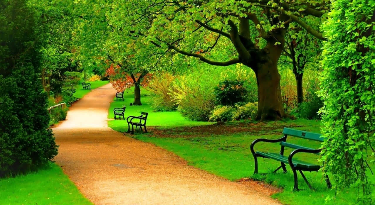 A Path With Benches And Trees In The Background Background