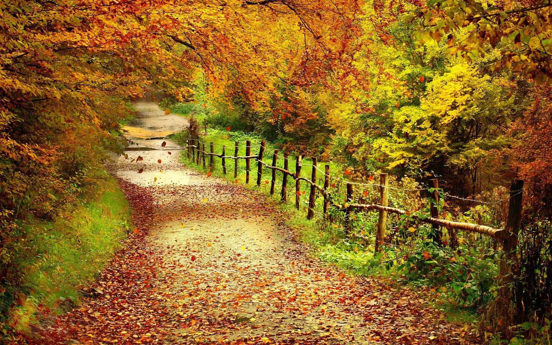 A Path With Leaves And Trees In The Background Background