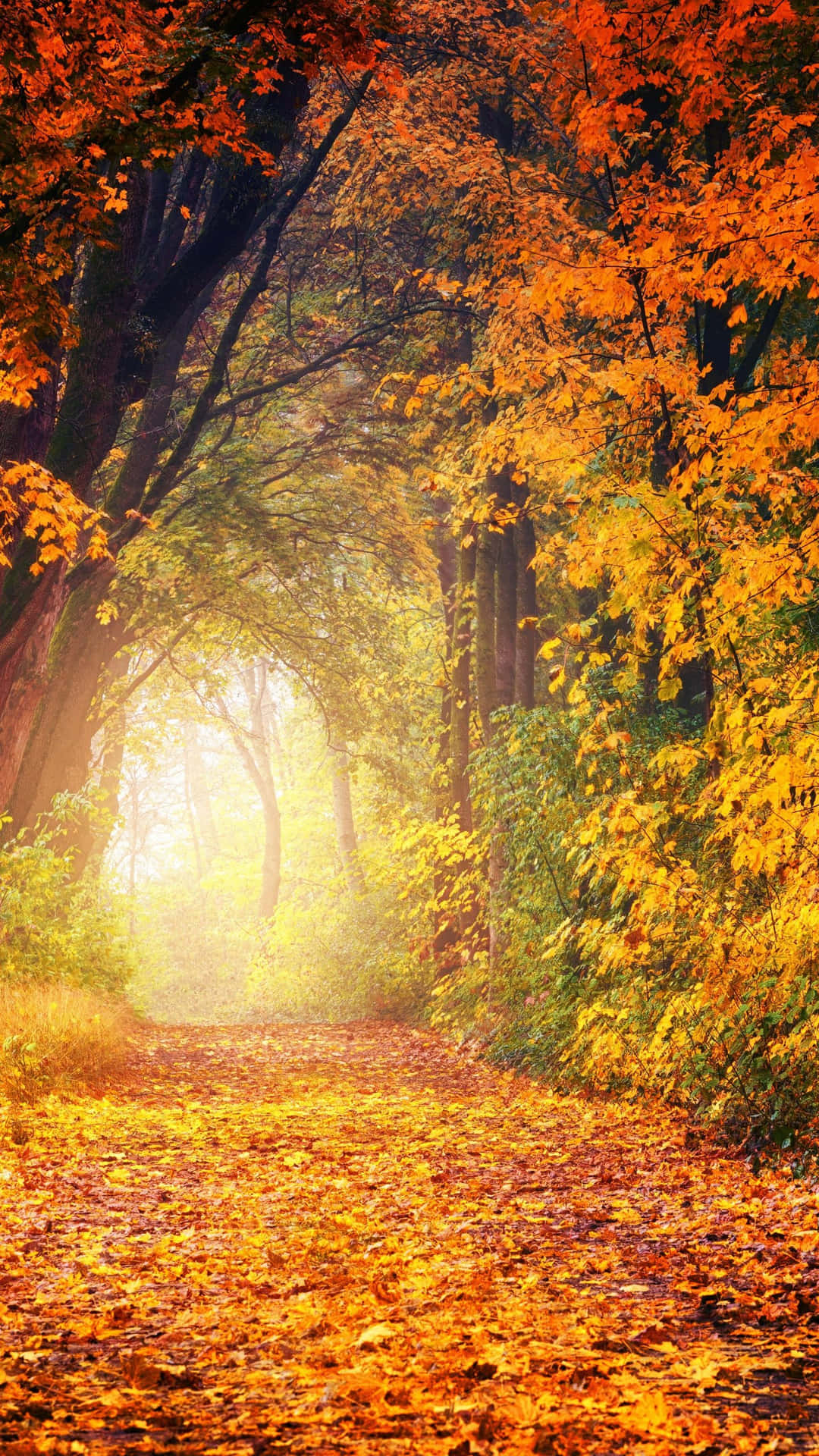 A Path With Leaves In The Autumn Background