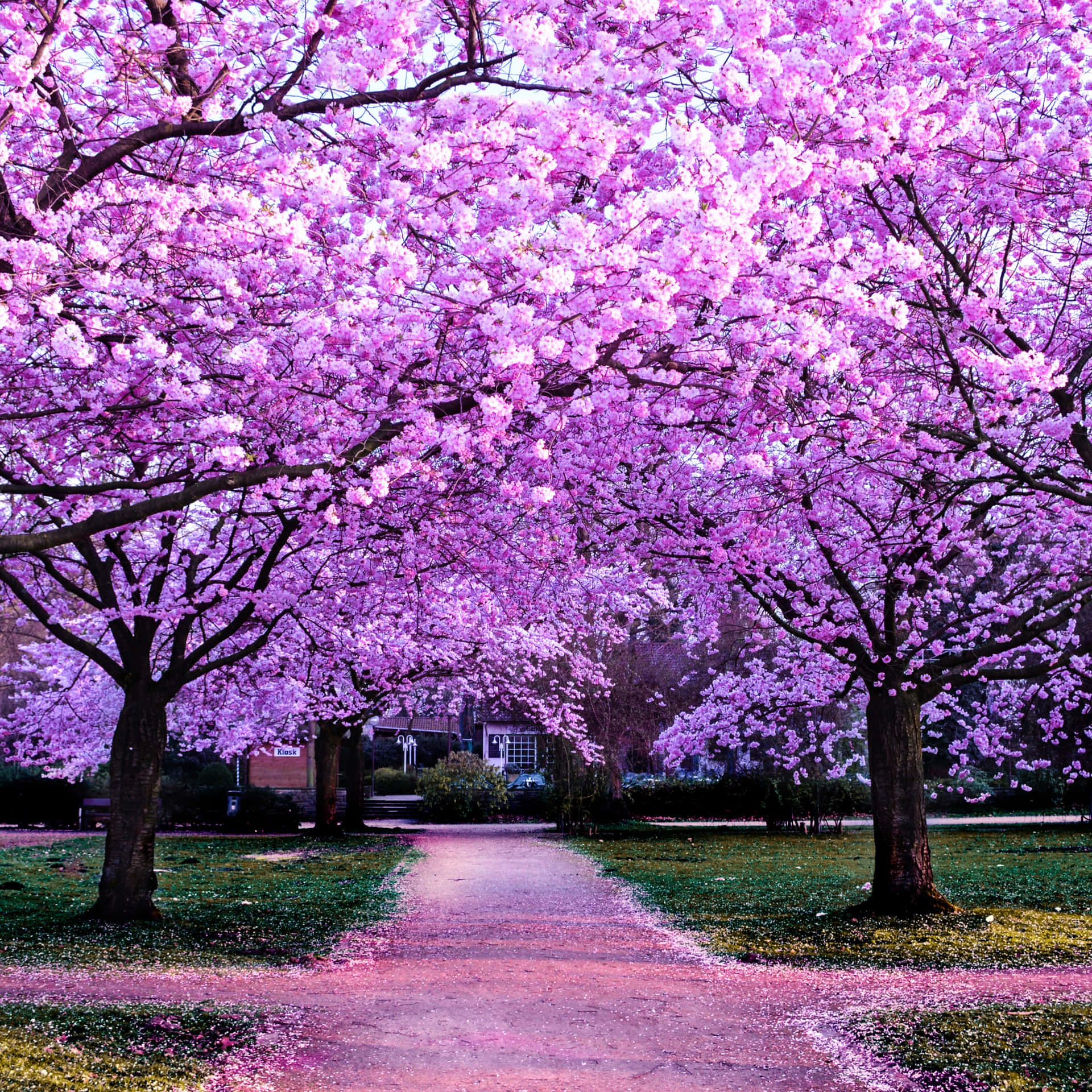 A Pathway Lined With Pink Trees In A Park Background