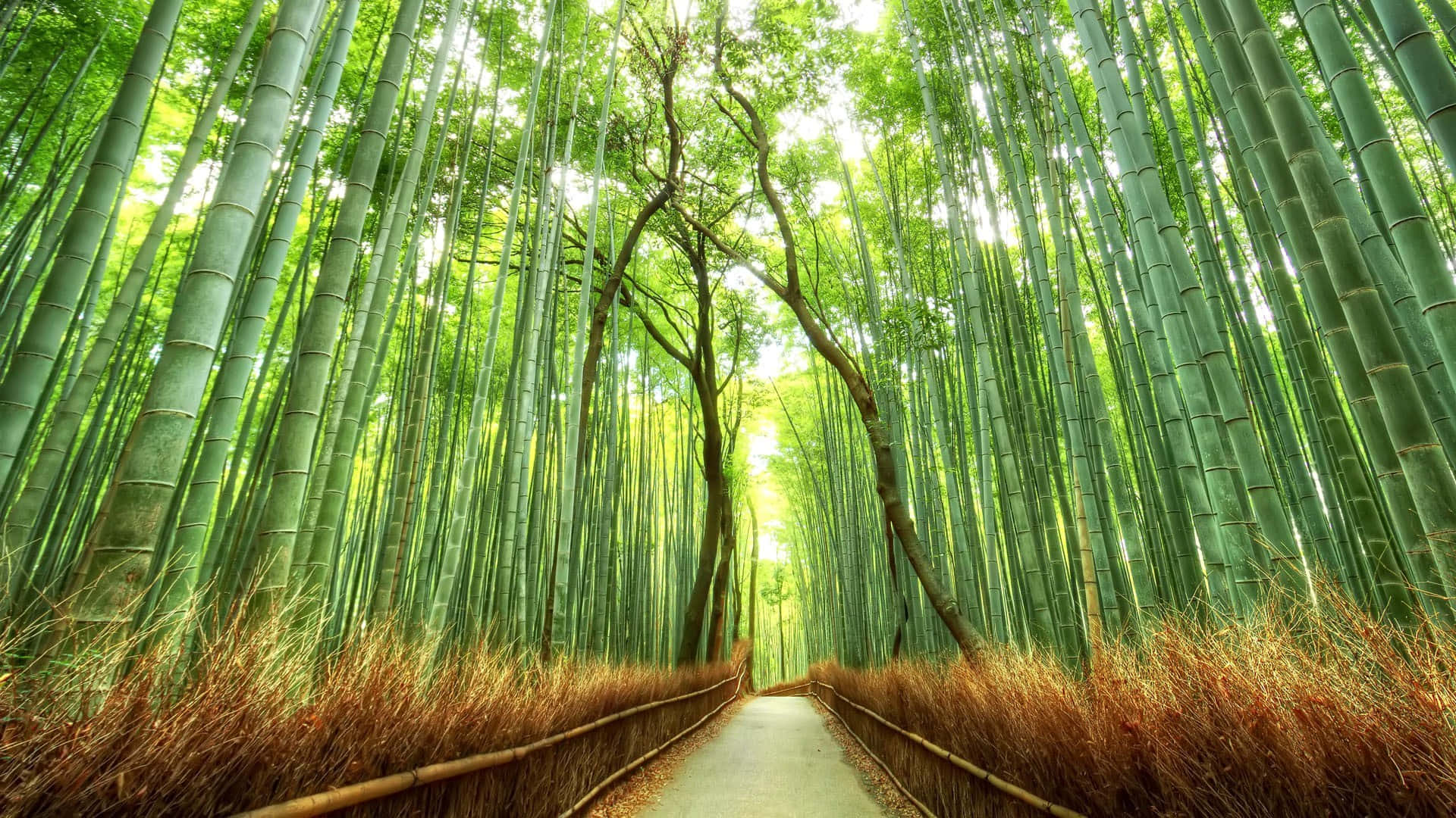 A Pathway Through A Bamboo Forest Background
