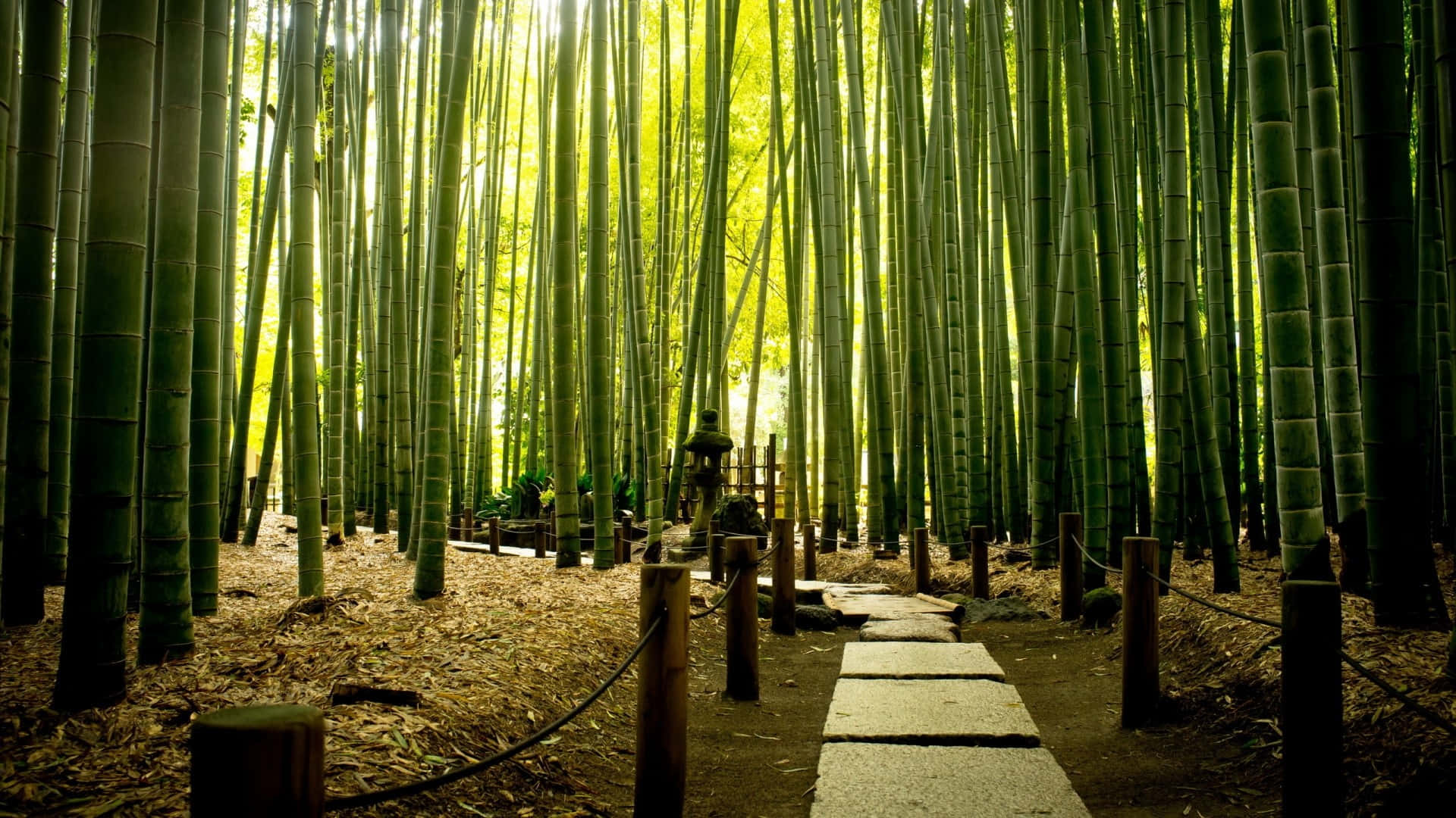 A Pathway Through A Bamboo Forest Background