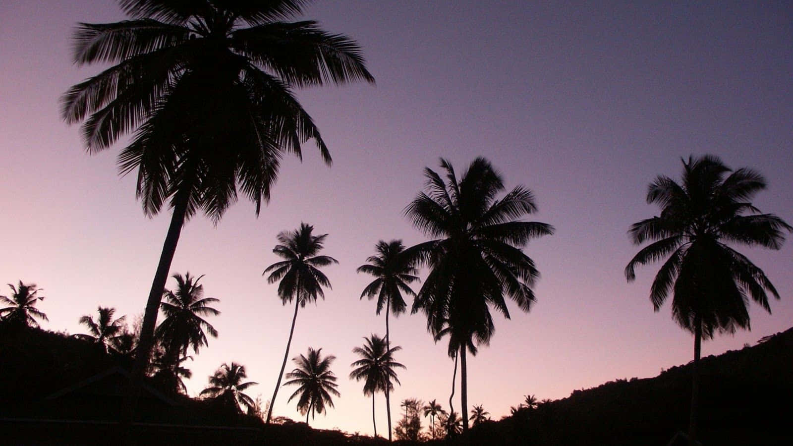 A Peaceful Aesthetic View Of A Tropical Island Paradise With A Beautiful Palm Tree In The Foreground.