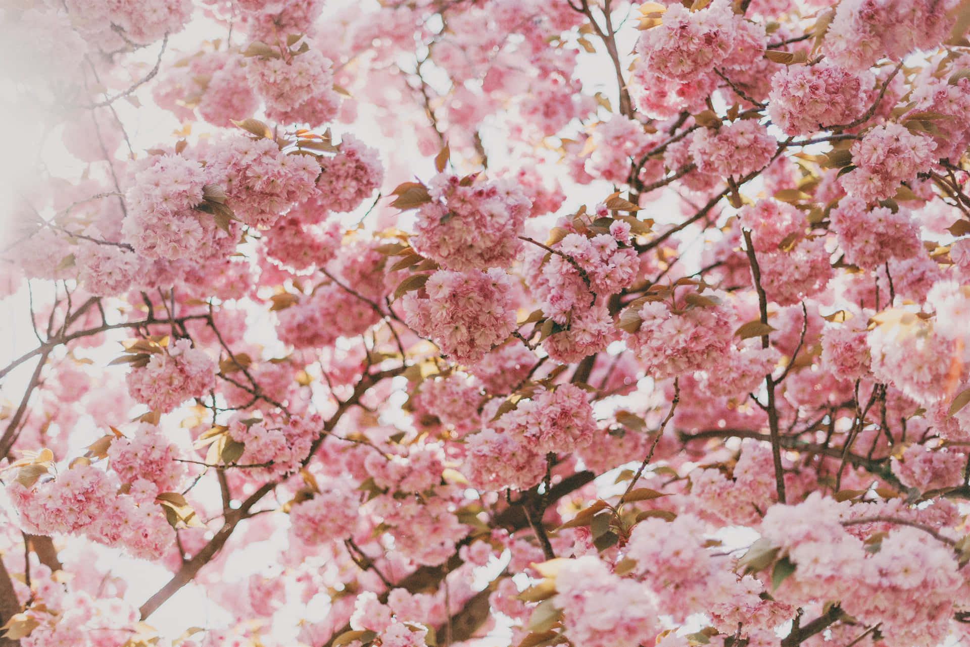 A Peaceful And Beautiful Pink Cherry Blossom Tree Background