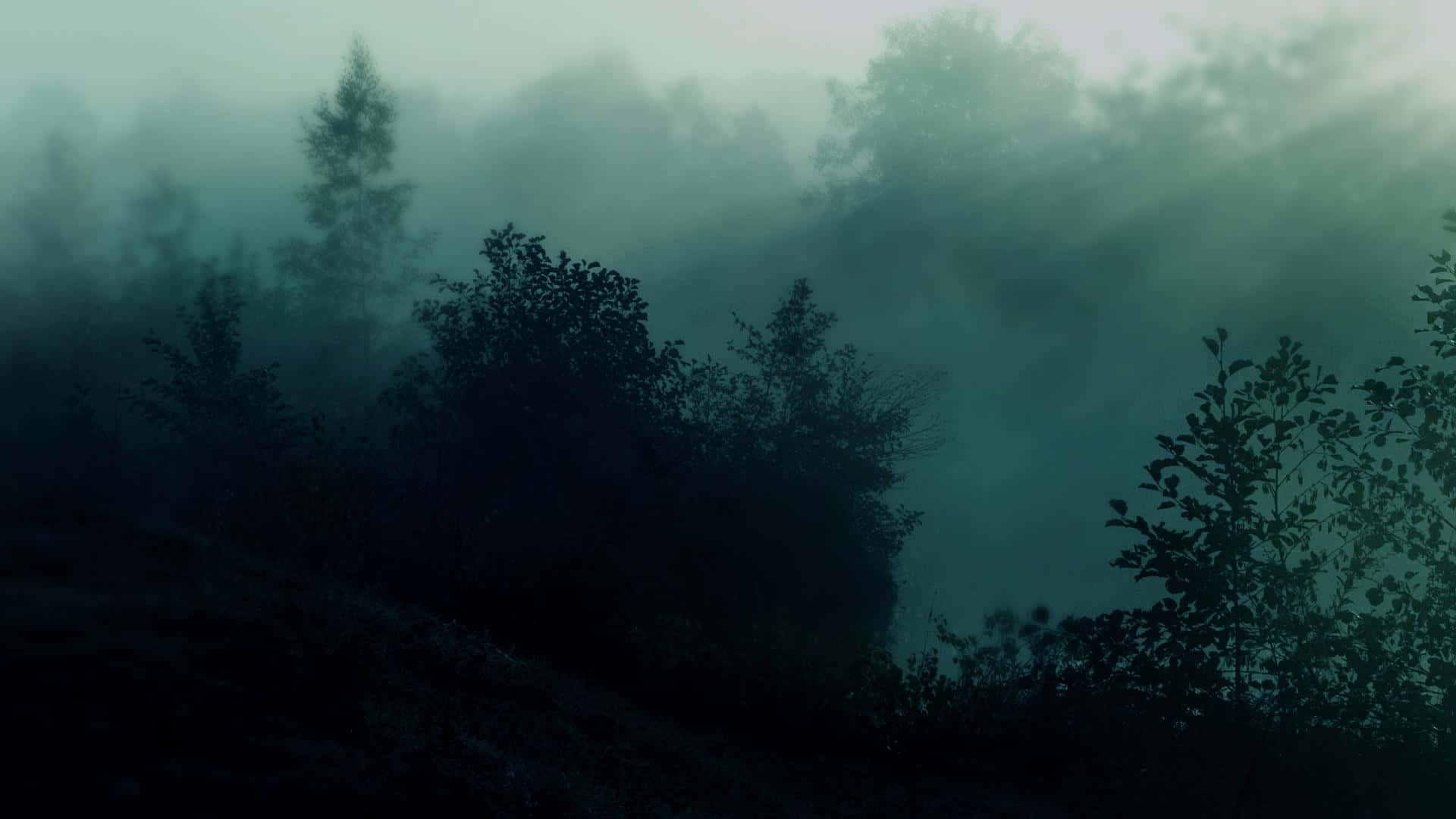 A Peaceful And Dark Green Forest, Surrounded By Towering Trees. Background