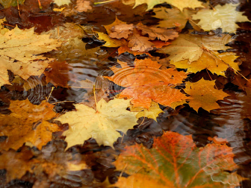 A Peaceful Autumn Evening Background